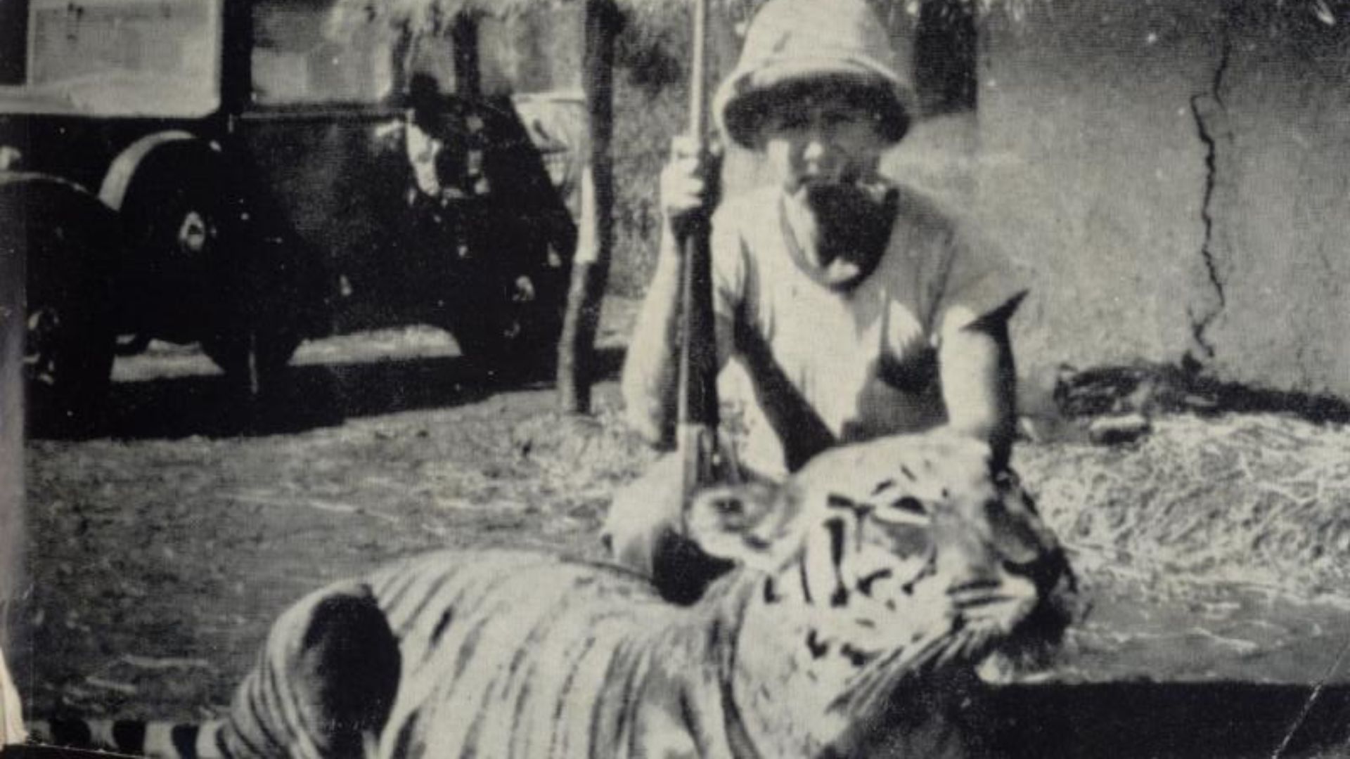 16. La tigresse de Jowlagiri