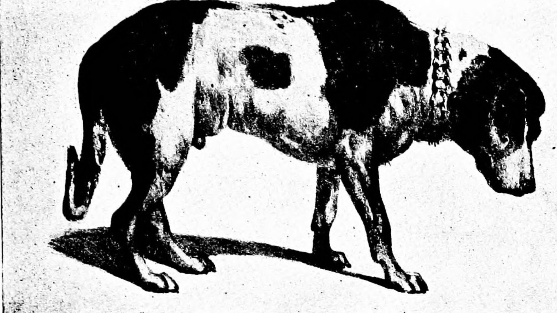 13. Barry, la légende du sauvetage en montagne