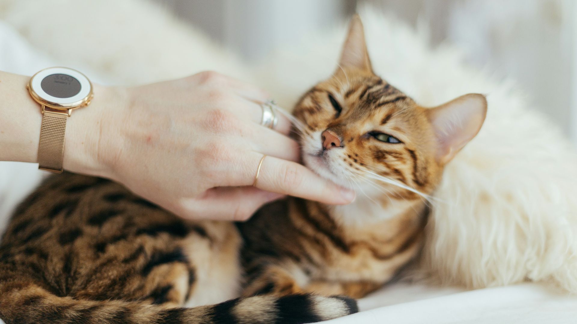 6. Jouez avec votre animal de compagnie