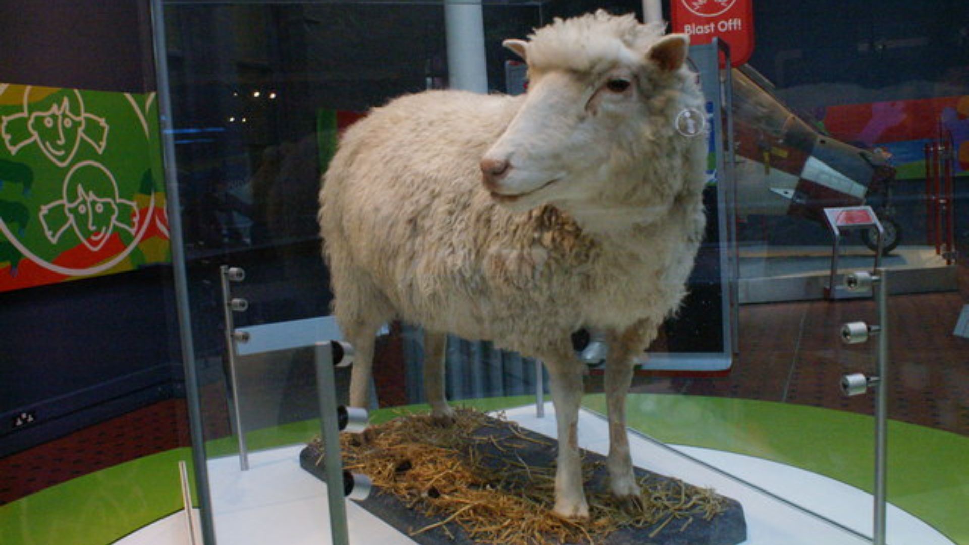 7. Dolly