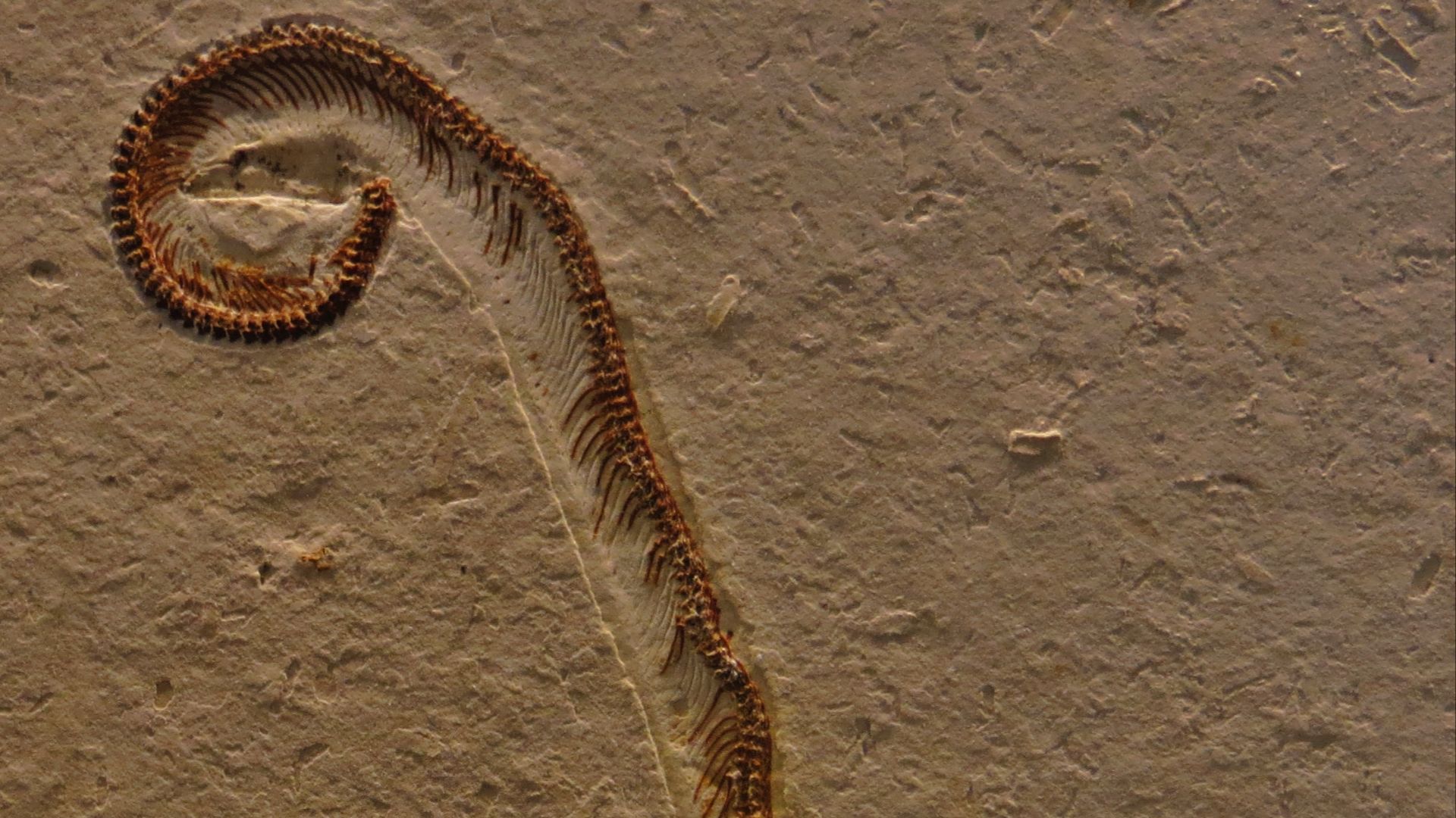 2. Tetrapodophis
