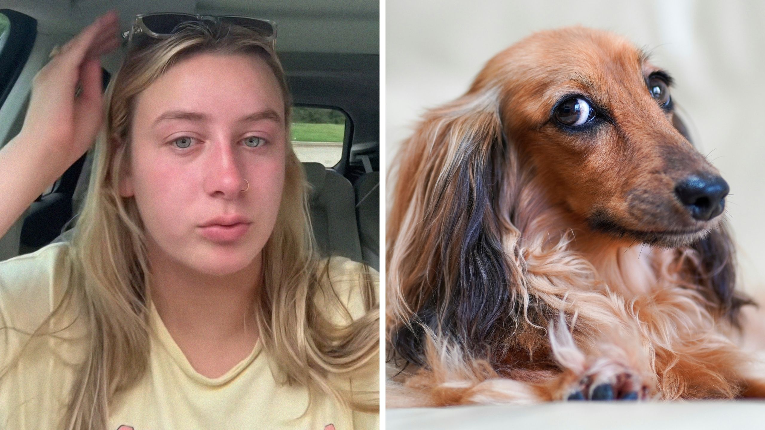 Woman rehomes her dog with a co-worker. Then she gets accused of animal abuse: ‘She just wasn’t getting along with my cats’