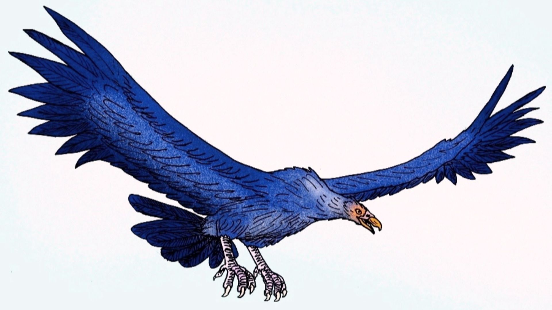 13. Argentavis