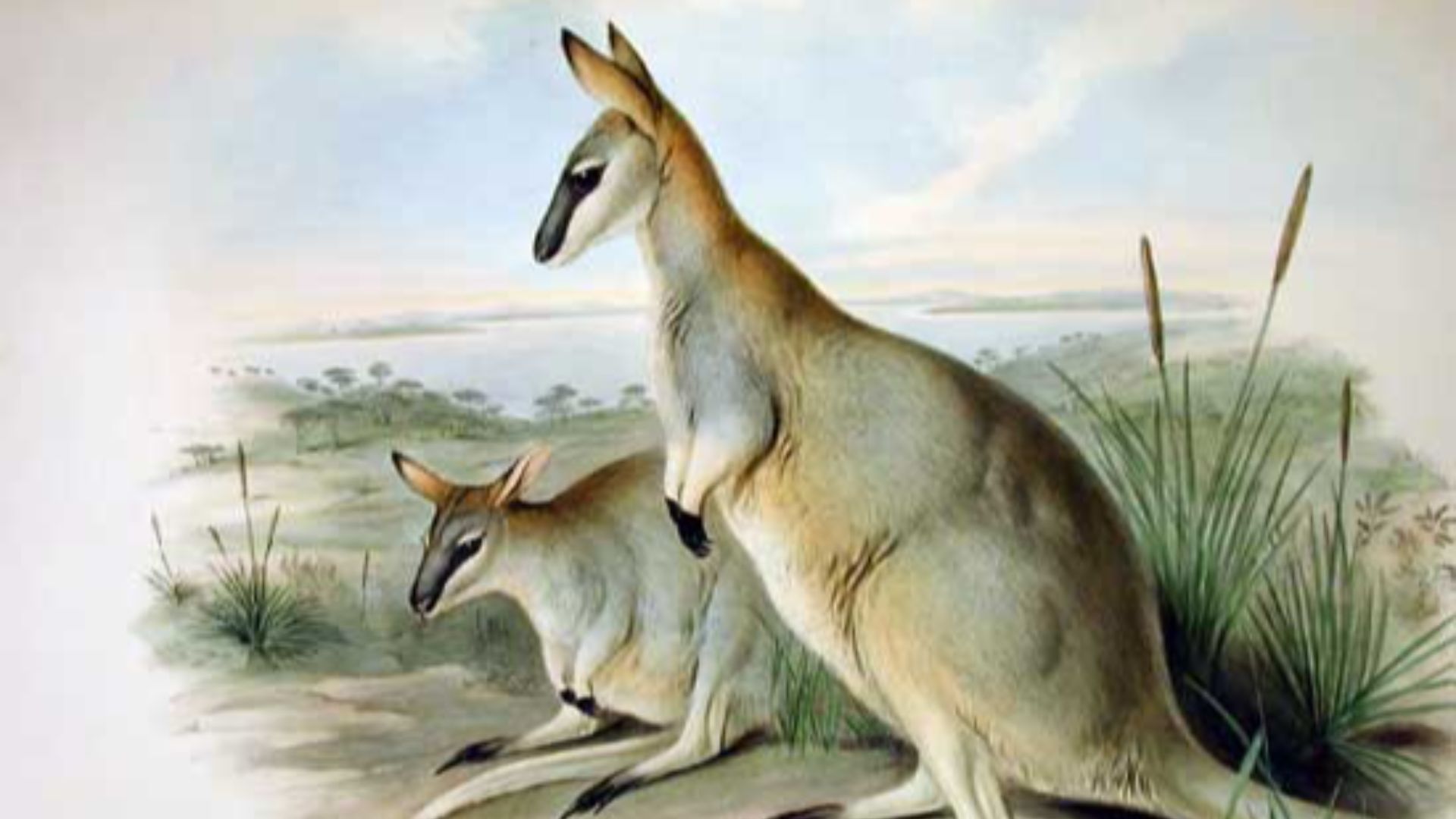 14. Wallaby Toolache