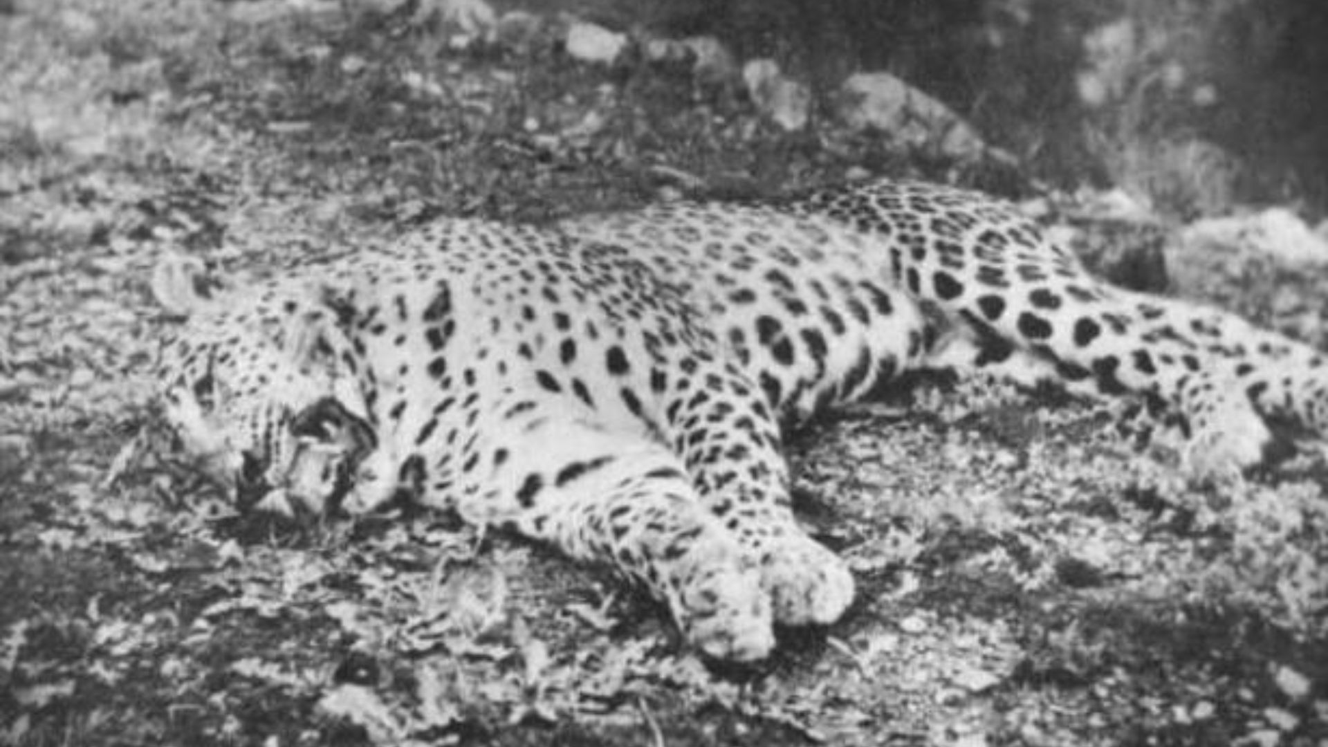 4. Le léopard de Panar