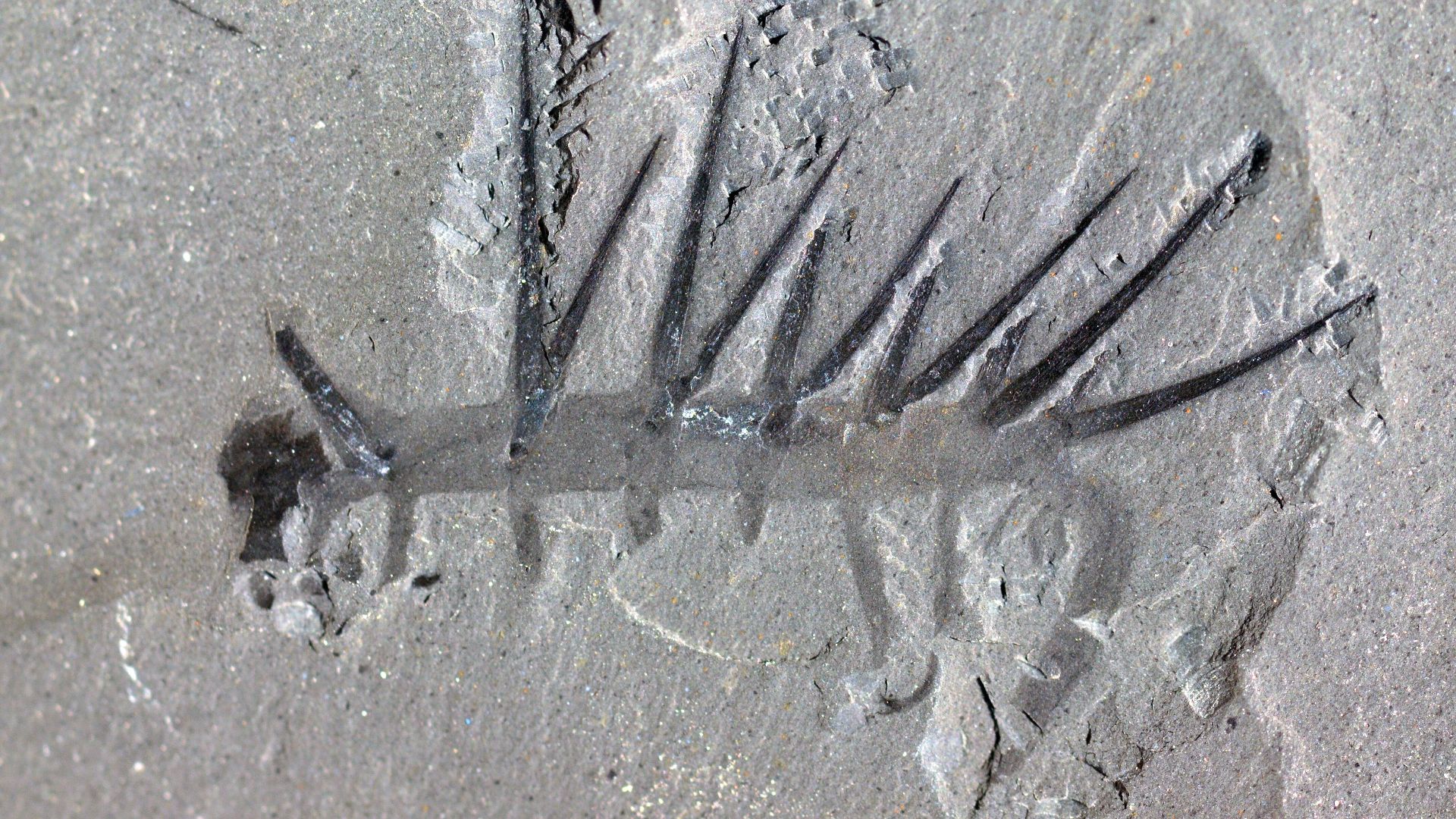 3. Hallucigenia