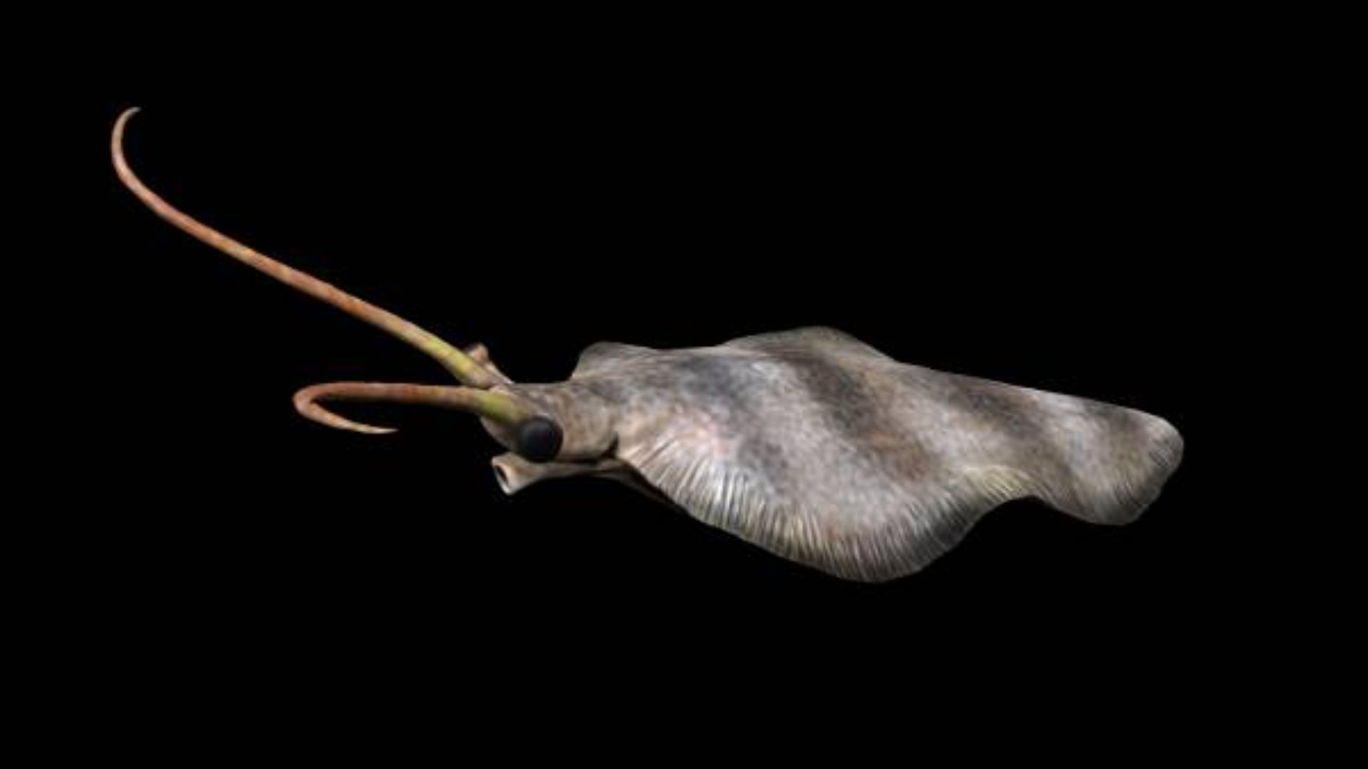 12. Nectocaris