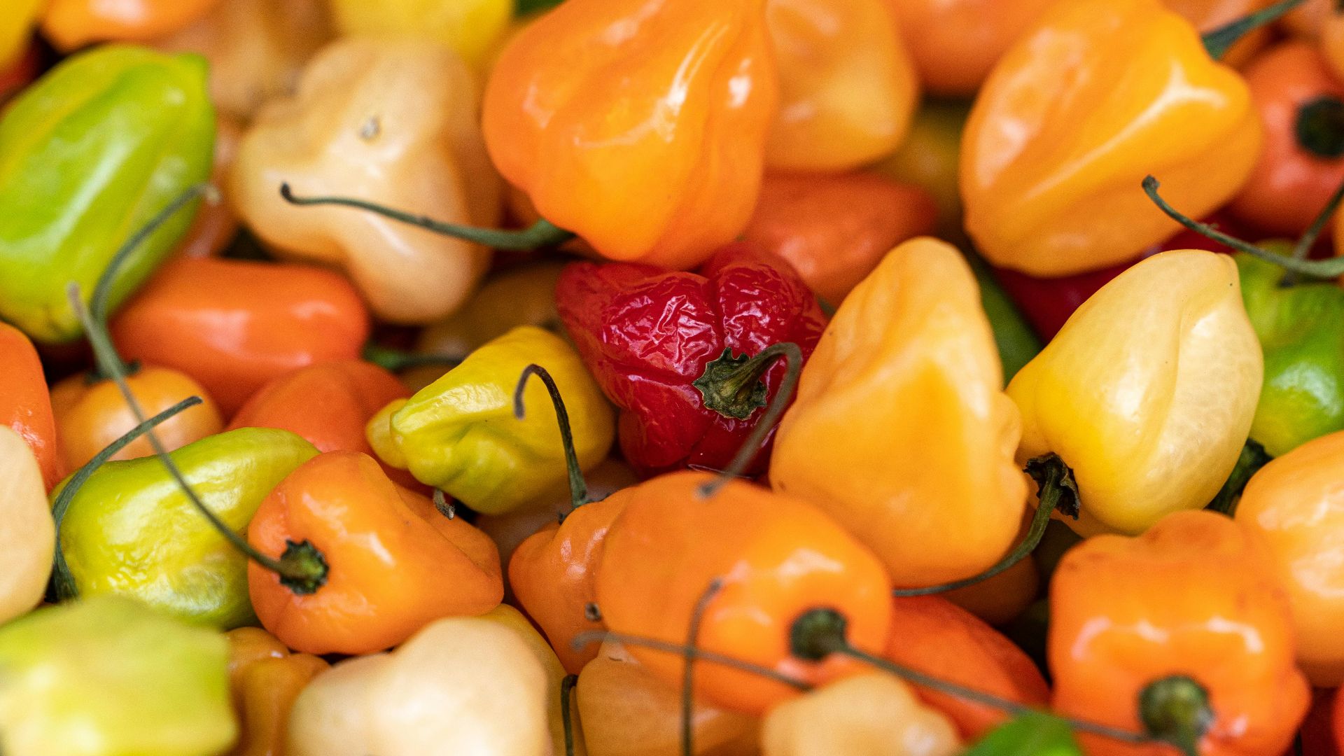 Piments habanero