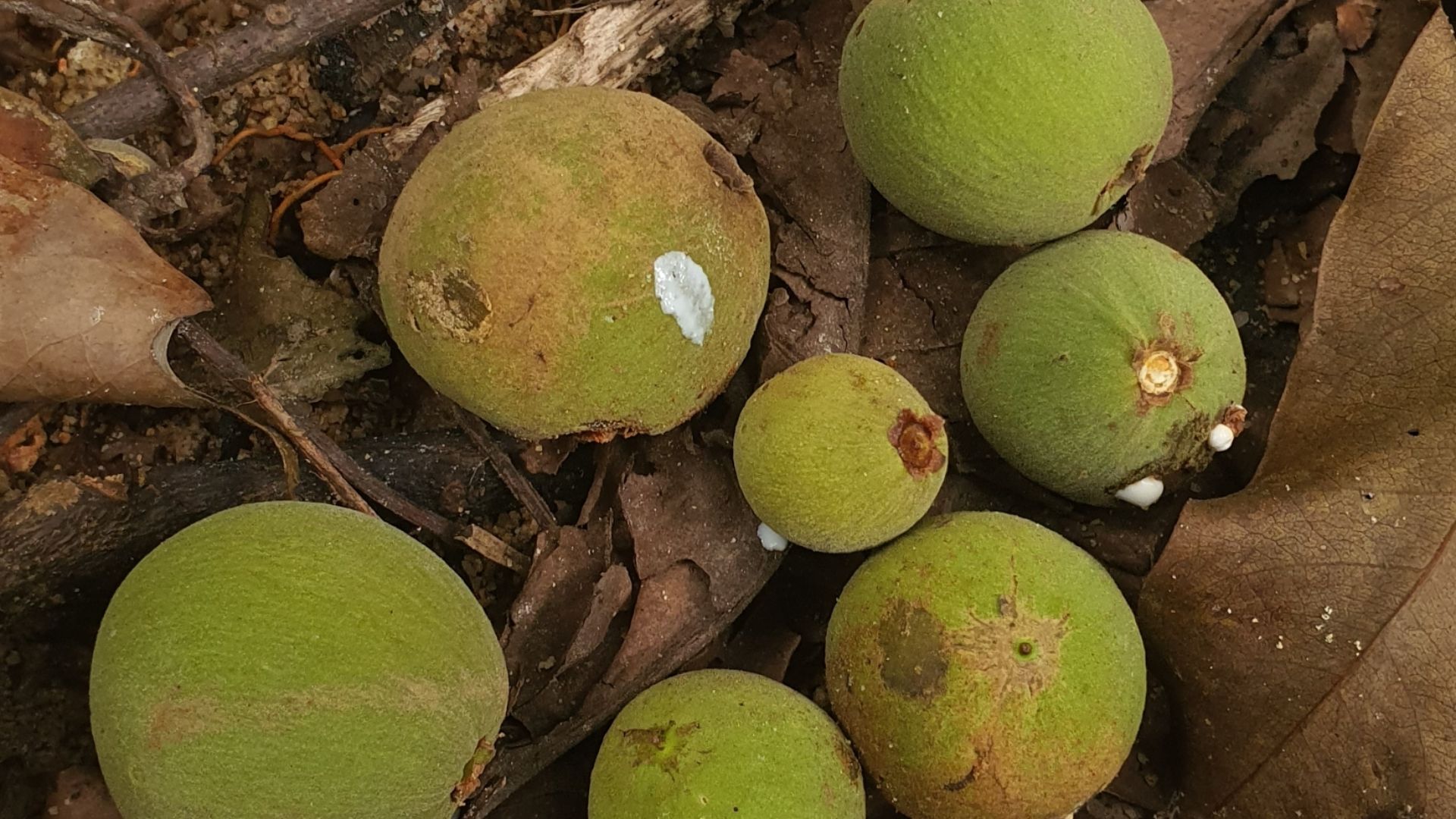17. Santol