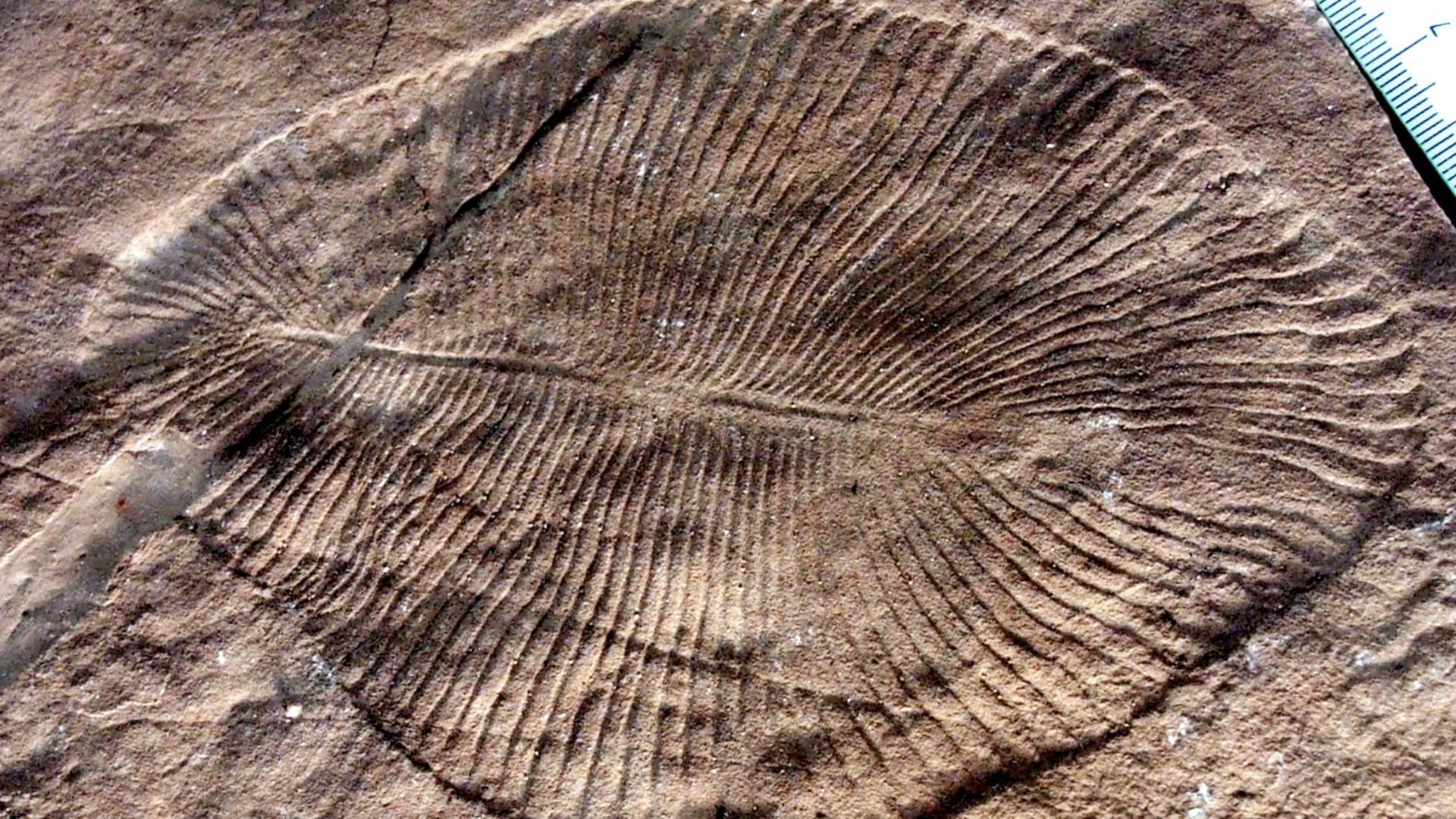 15. Dickinsonia