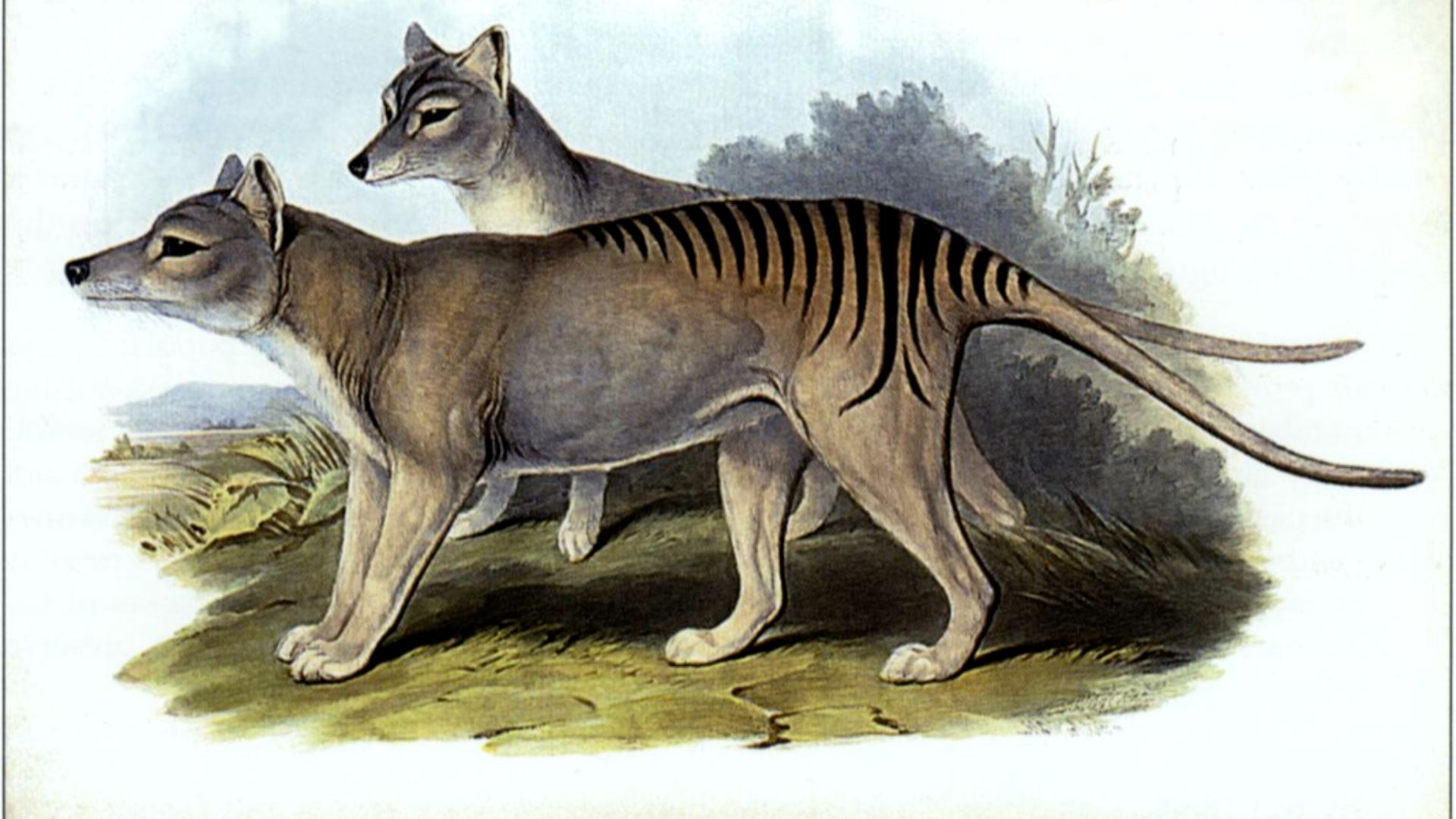5. Le thylacine