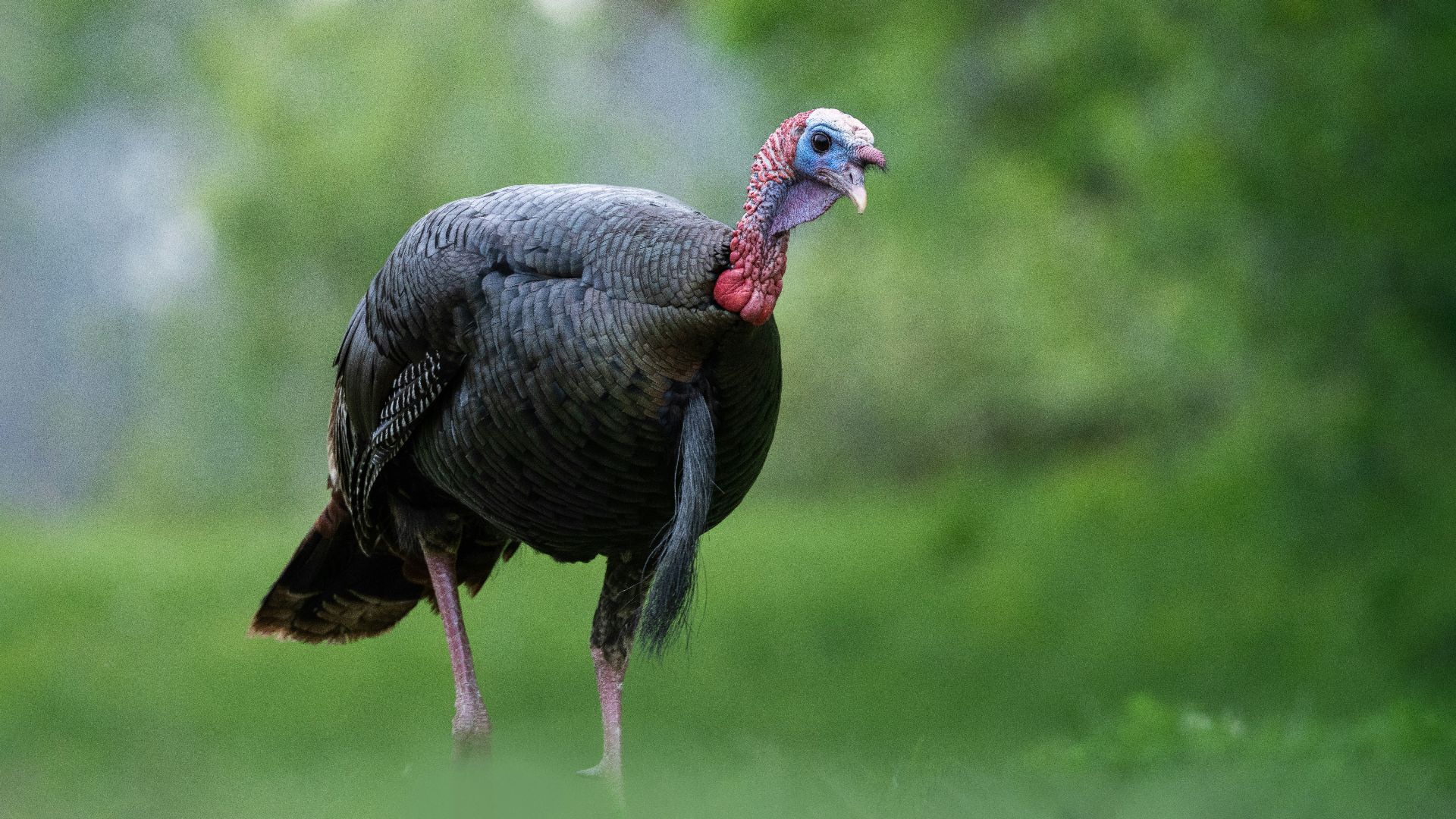4. Wild Turkey