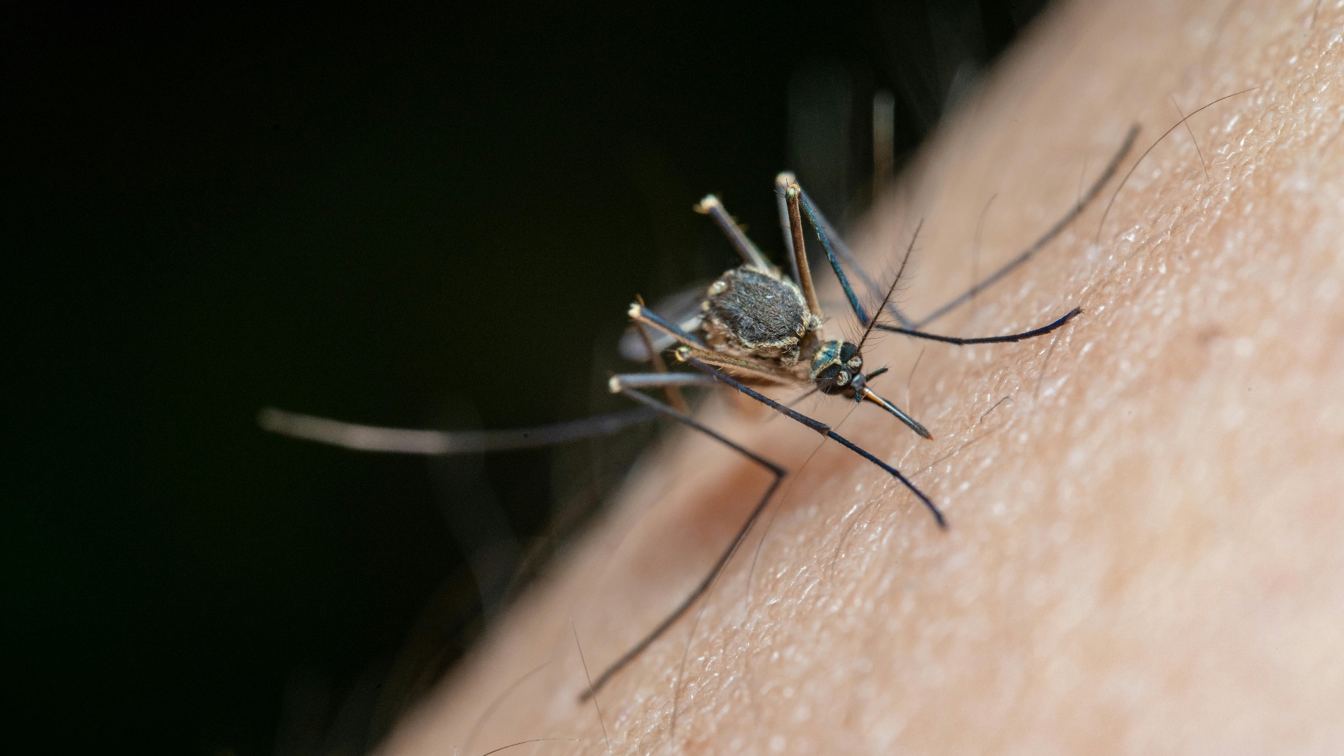 2. Les piqûres et morsures d'insectes constituent un réel danger