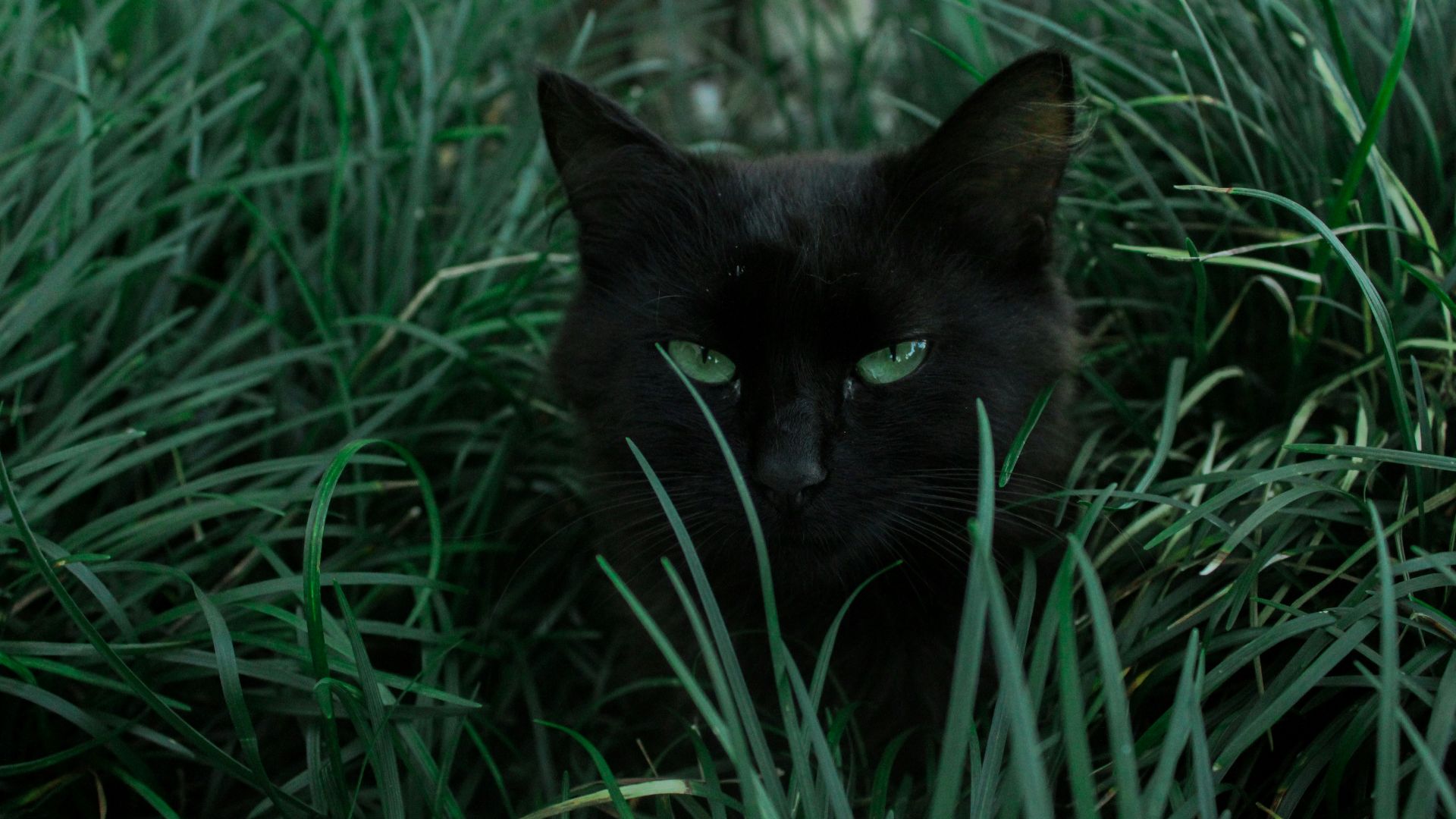 19. Les chats