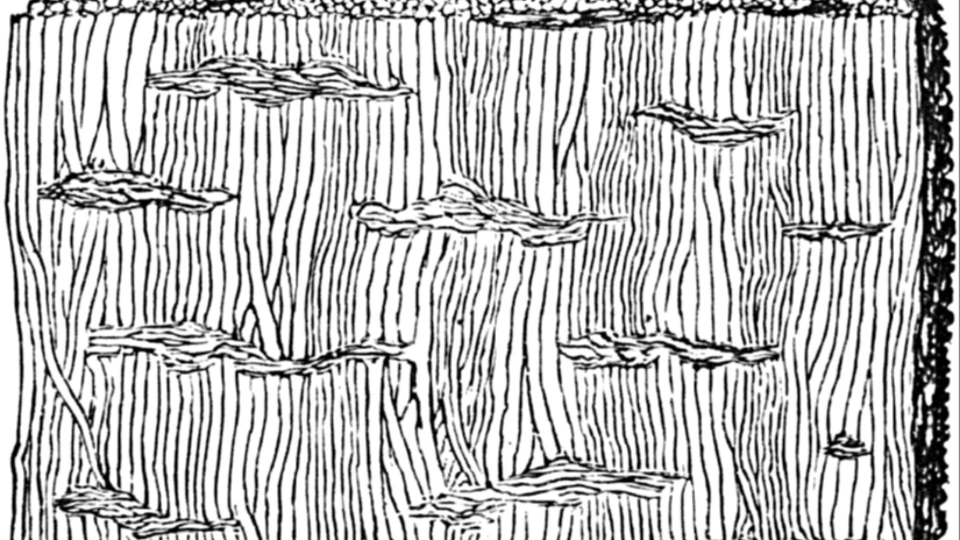 9. Prototaxites