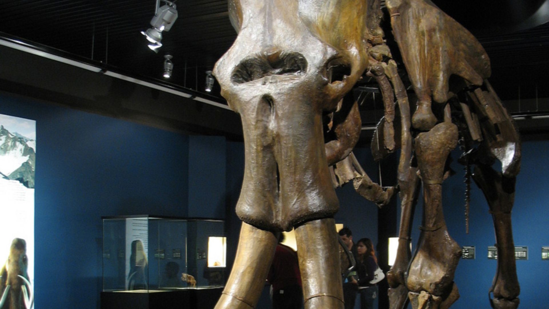 2. Ce n'étaient pas les plus gros mammouths