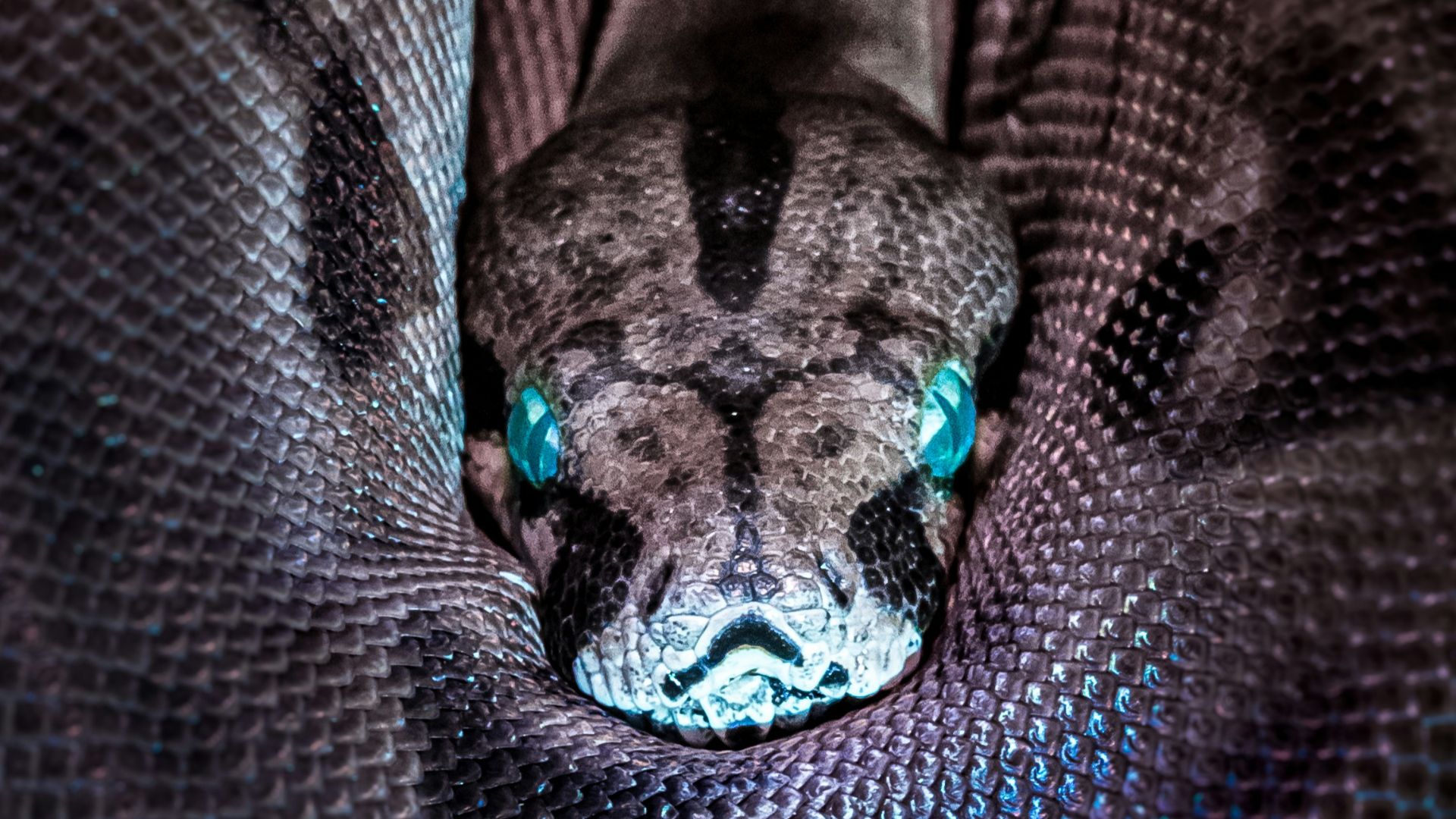 15. Des serpents enroulés autour du bras