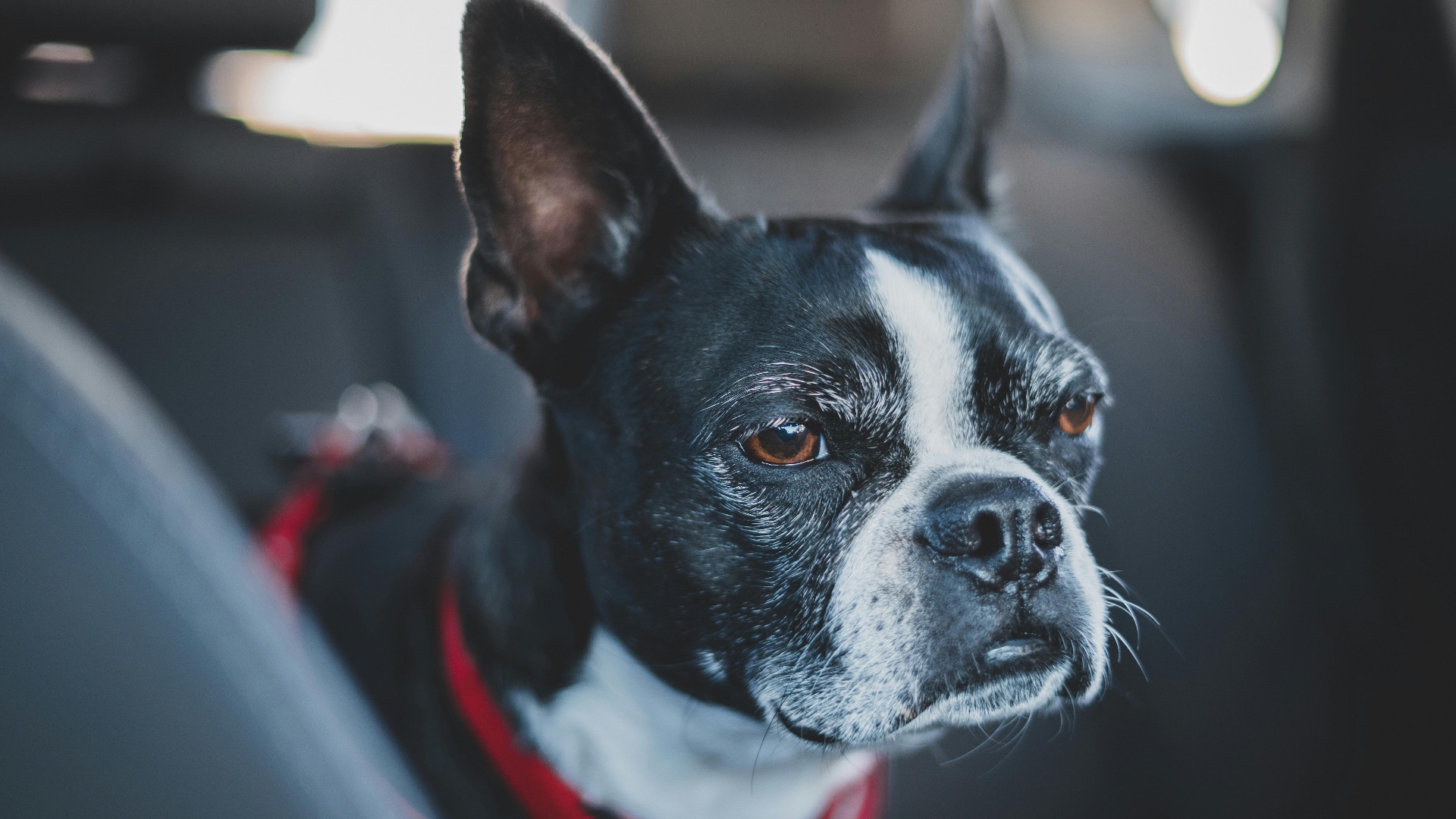 10. Les besoins de votre animal peuvent l'emporter sur le plaisir