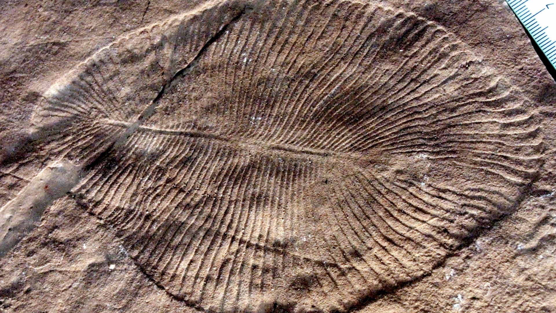 2. Dickinsonia