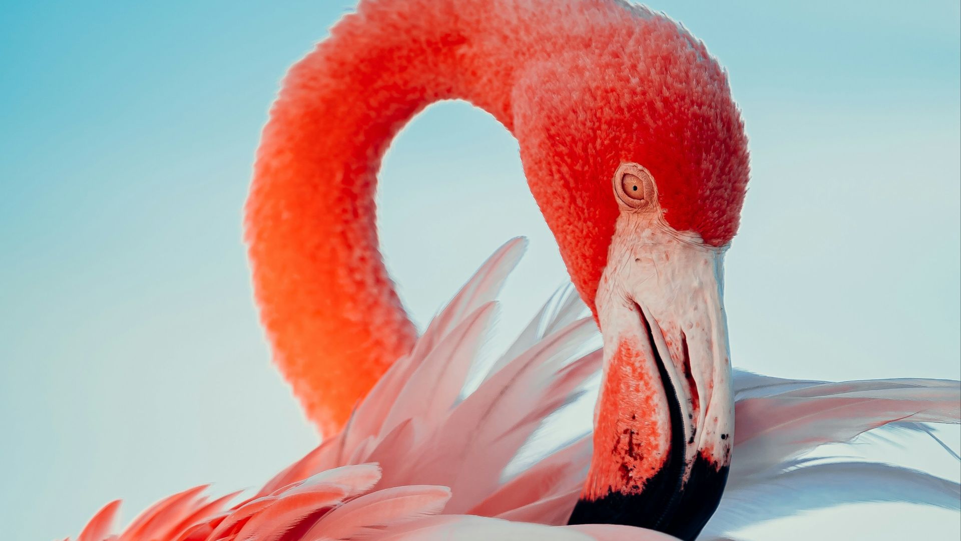 3. Langue de flamant rose