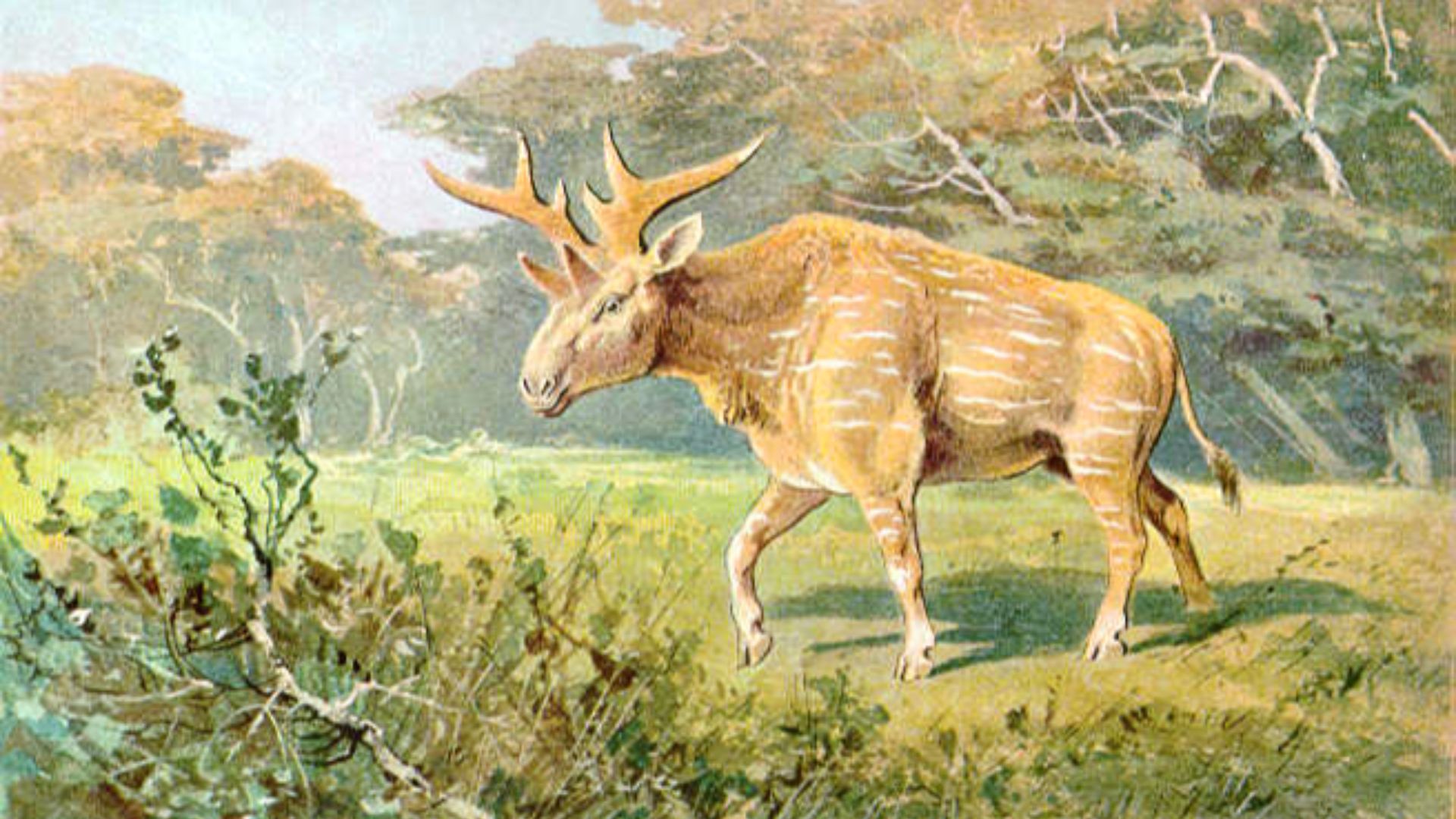 16. Sivatherium