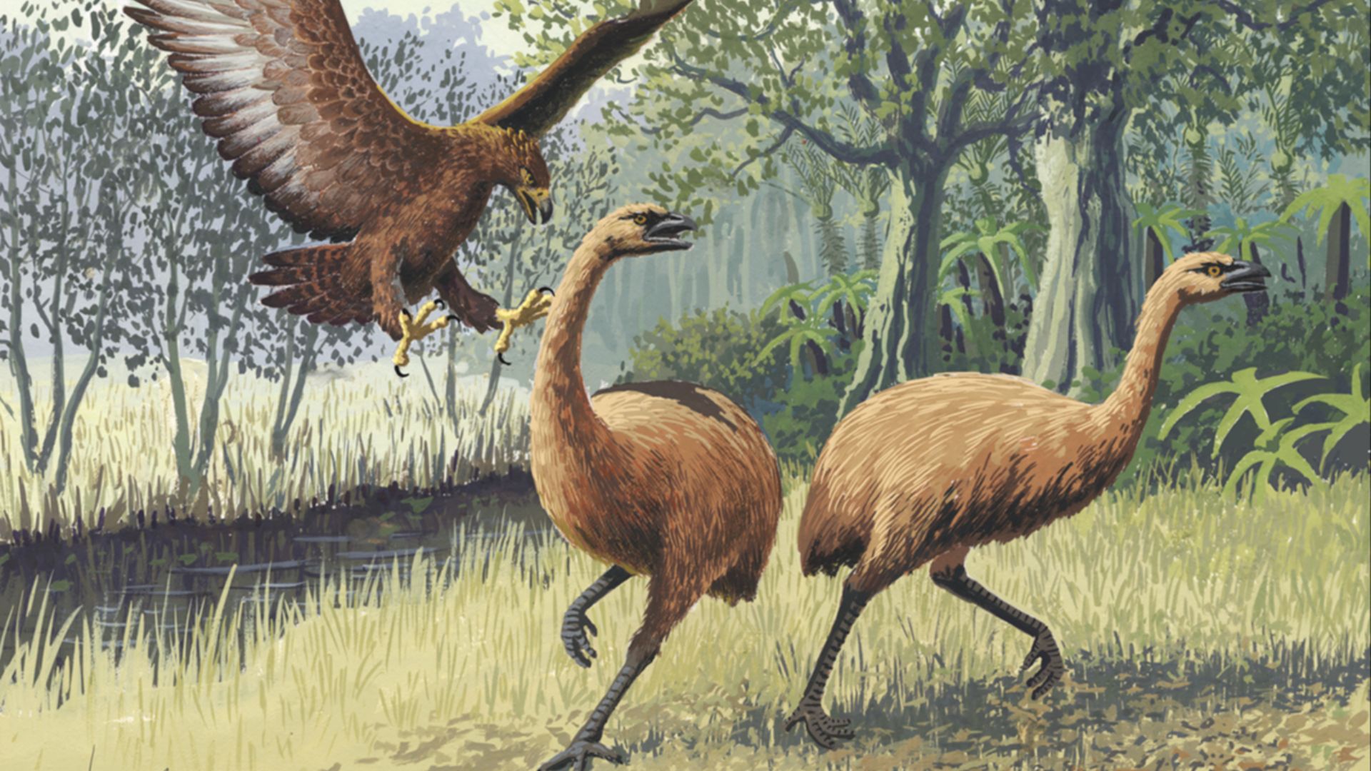 10. Moa