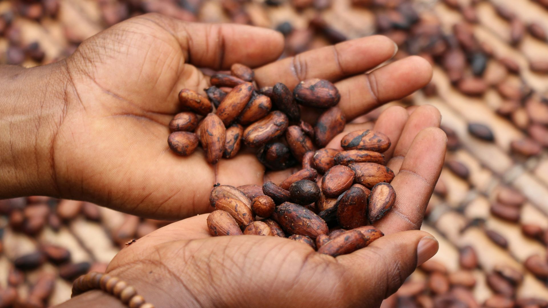 8. Les fèves de cacao comme monnaie