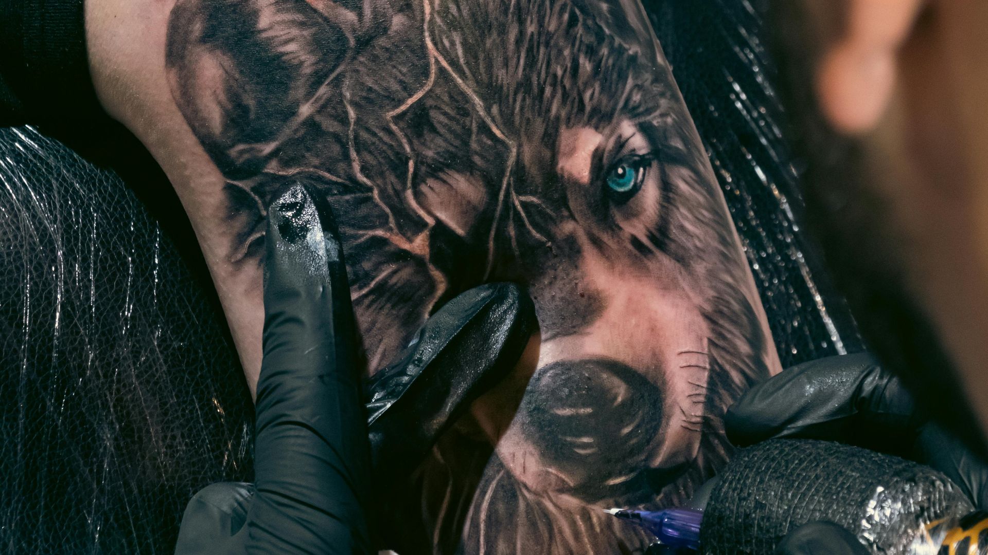 15. Un loup hurlant à la lune