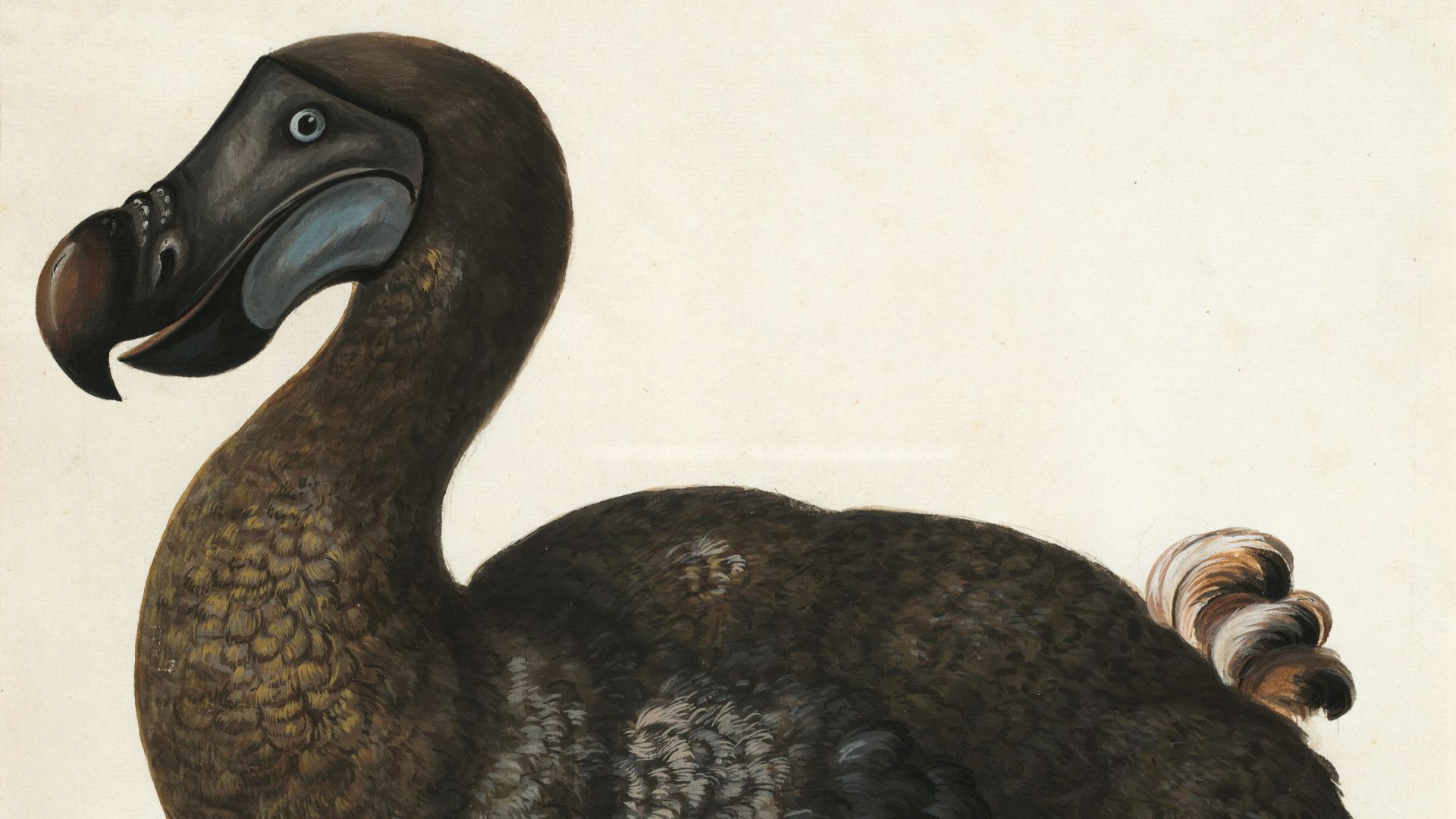 1. Dodo