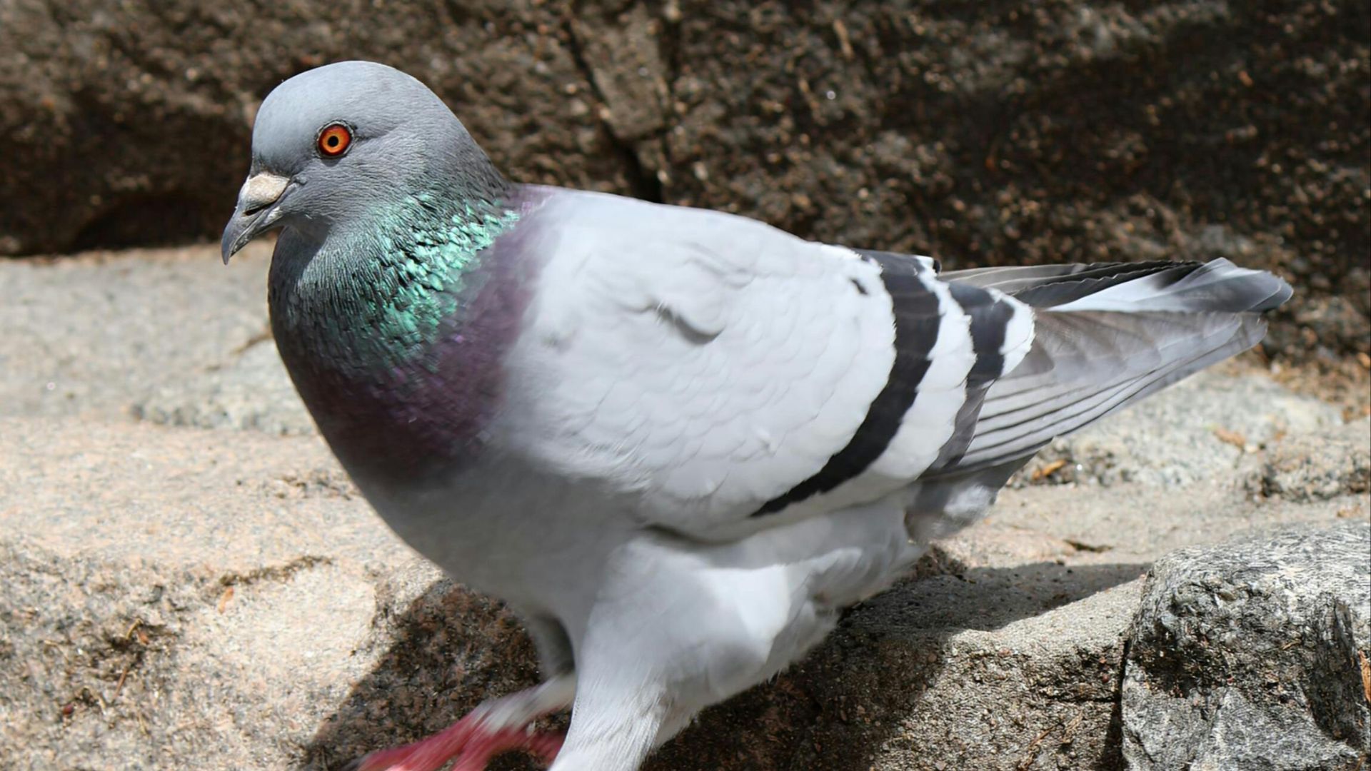 12. Cher Ami est devenu une légende de la guerre