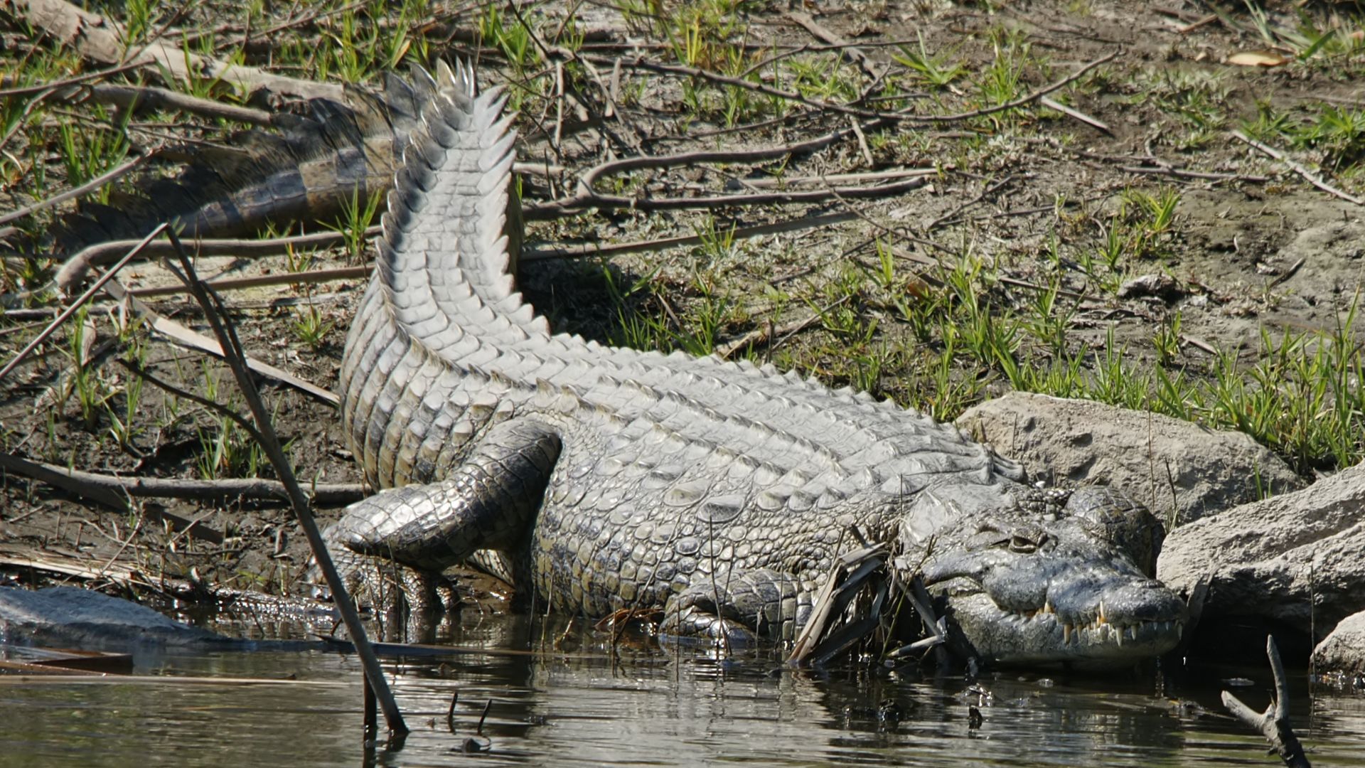 8. Gustave le crocodile