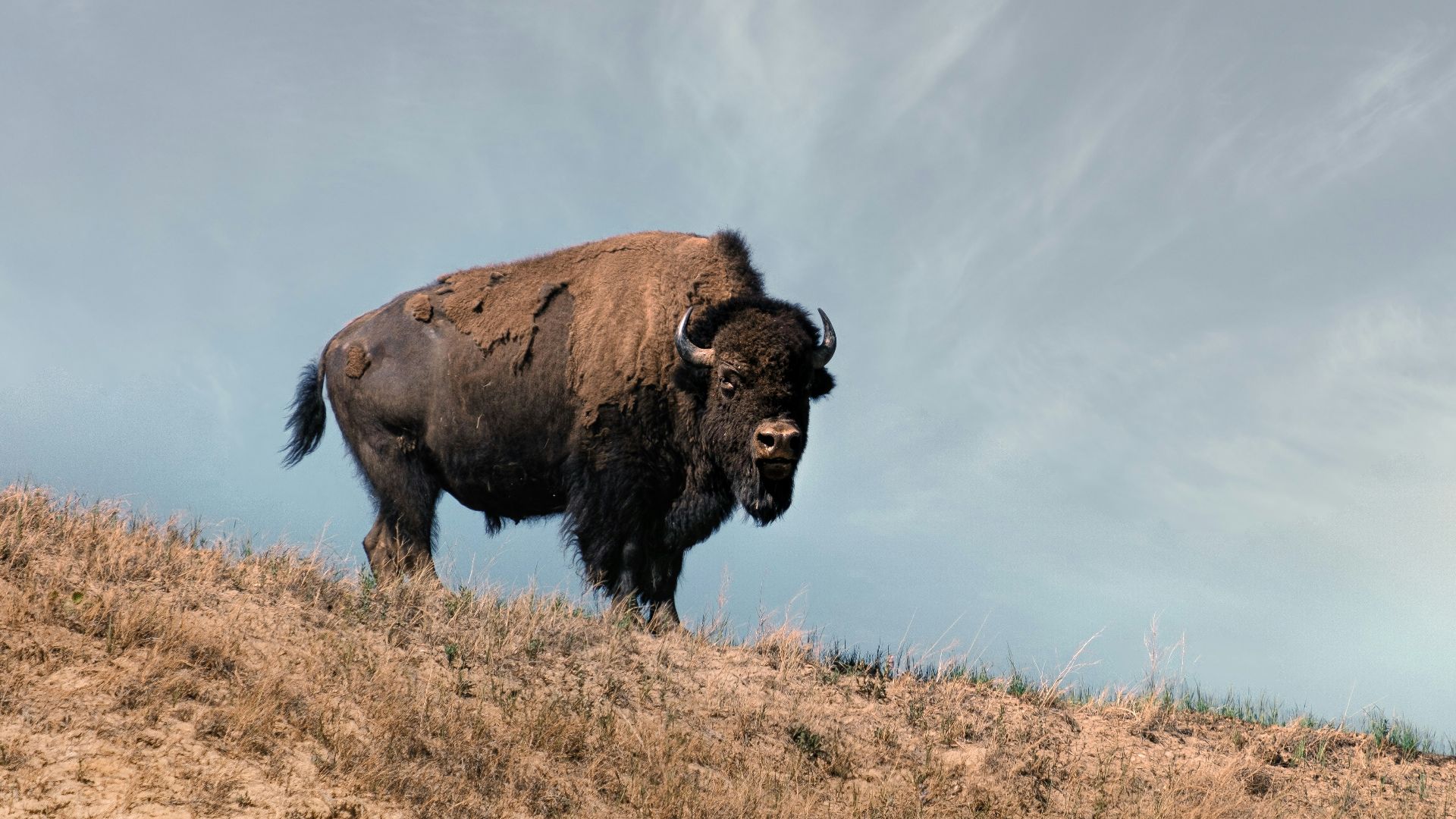 1. Bison d'Amérique