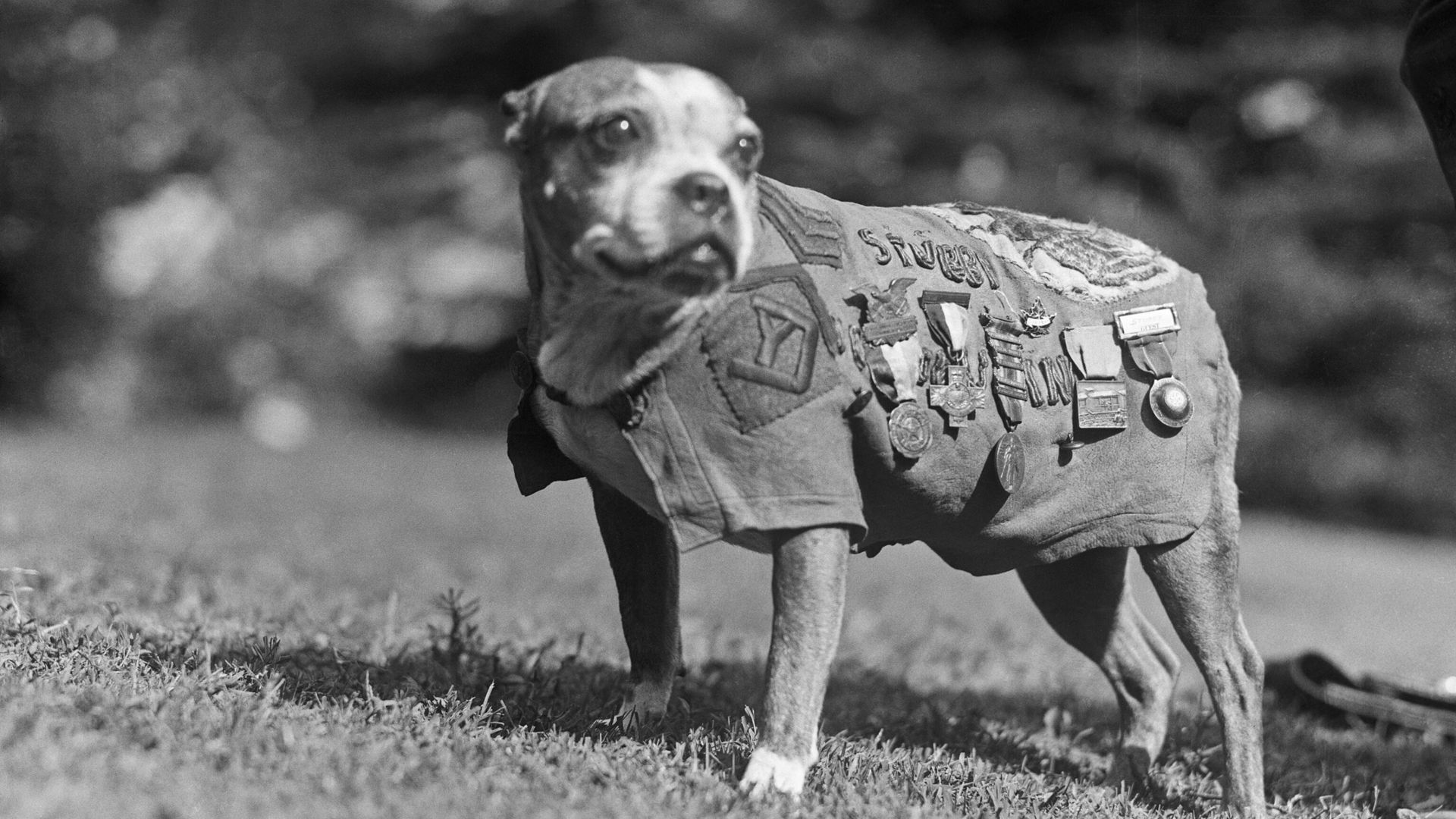 4. Le sergent Stubby, le chien héros américain de la Première Guerre mondiale