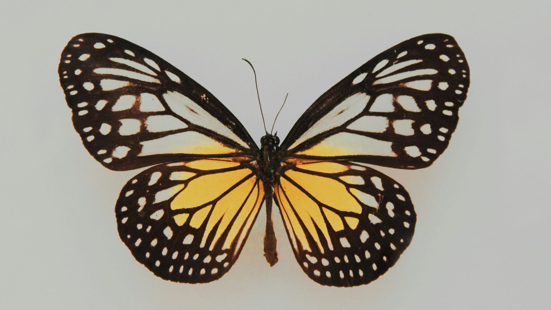 10. Le papillon des omoplates