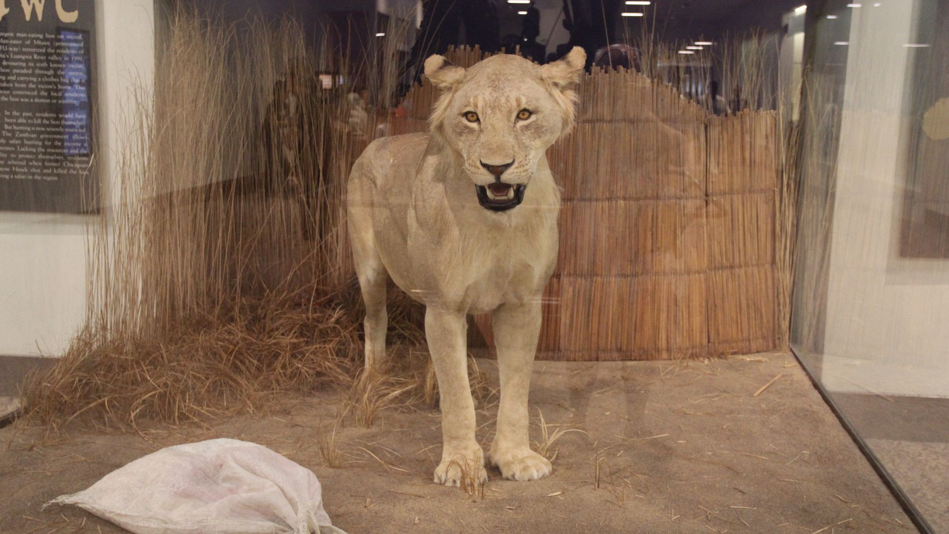 10. Le mangeur d'hommes de Mfuwe