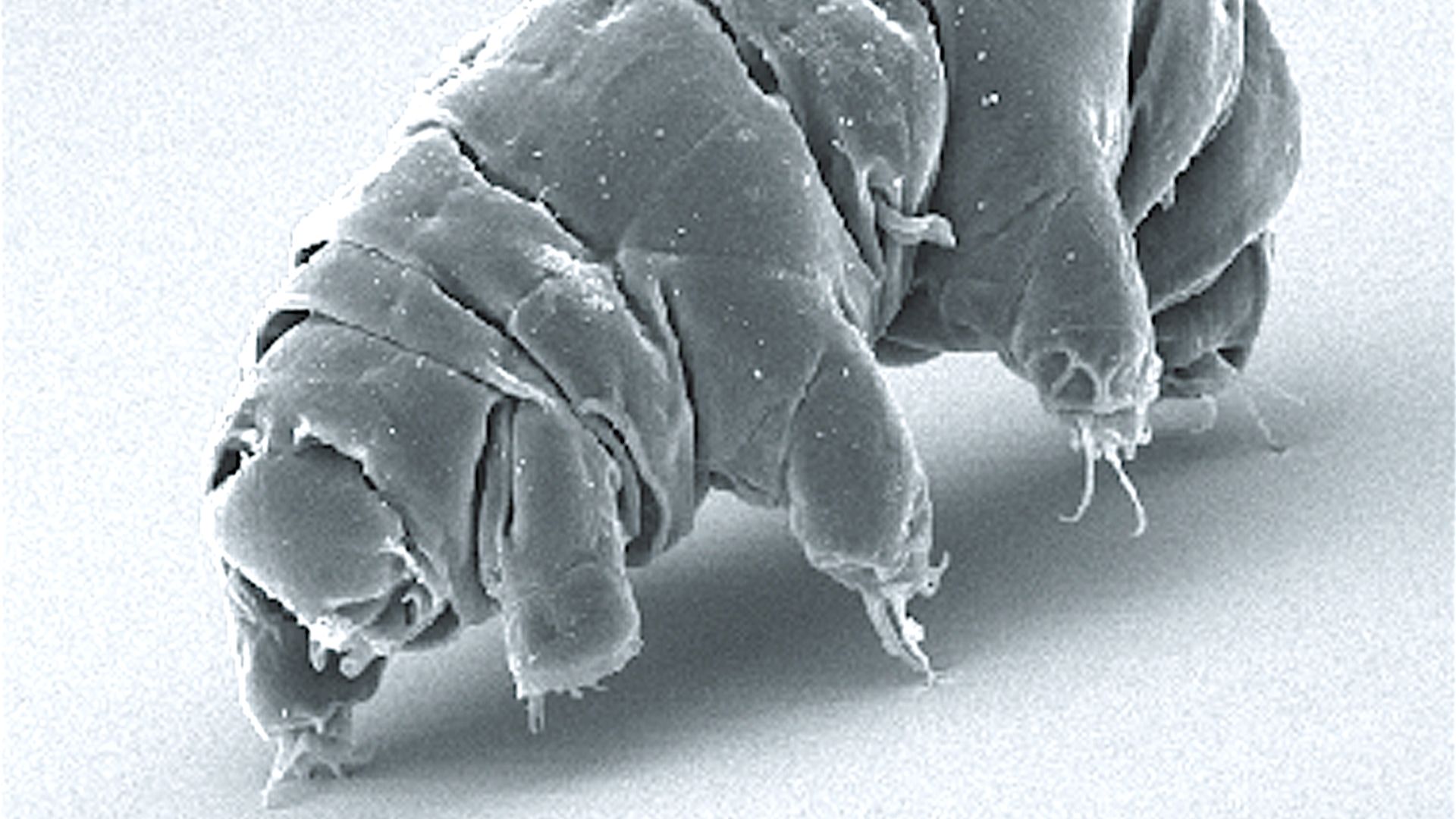 20. Les tardigrades