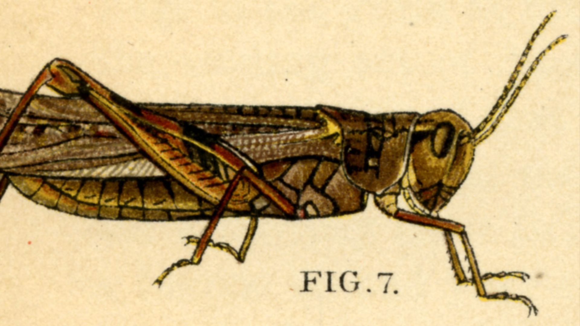 19. Acacia des Rocheuses