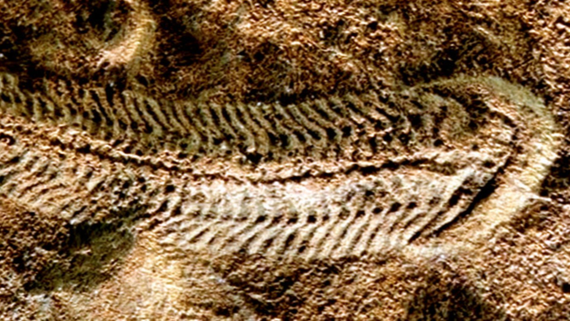 14. Spriggina