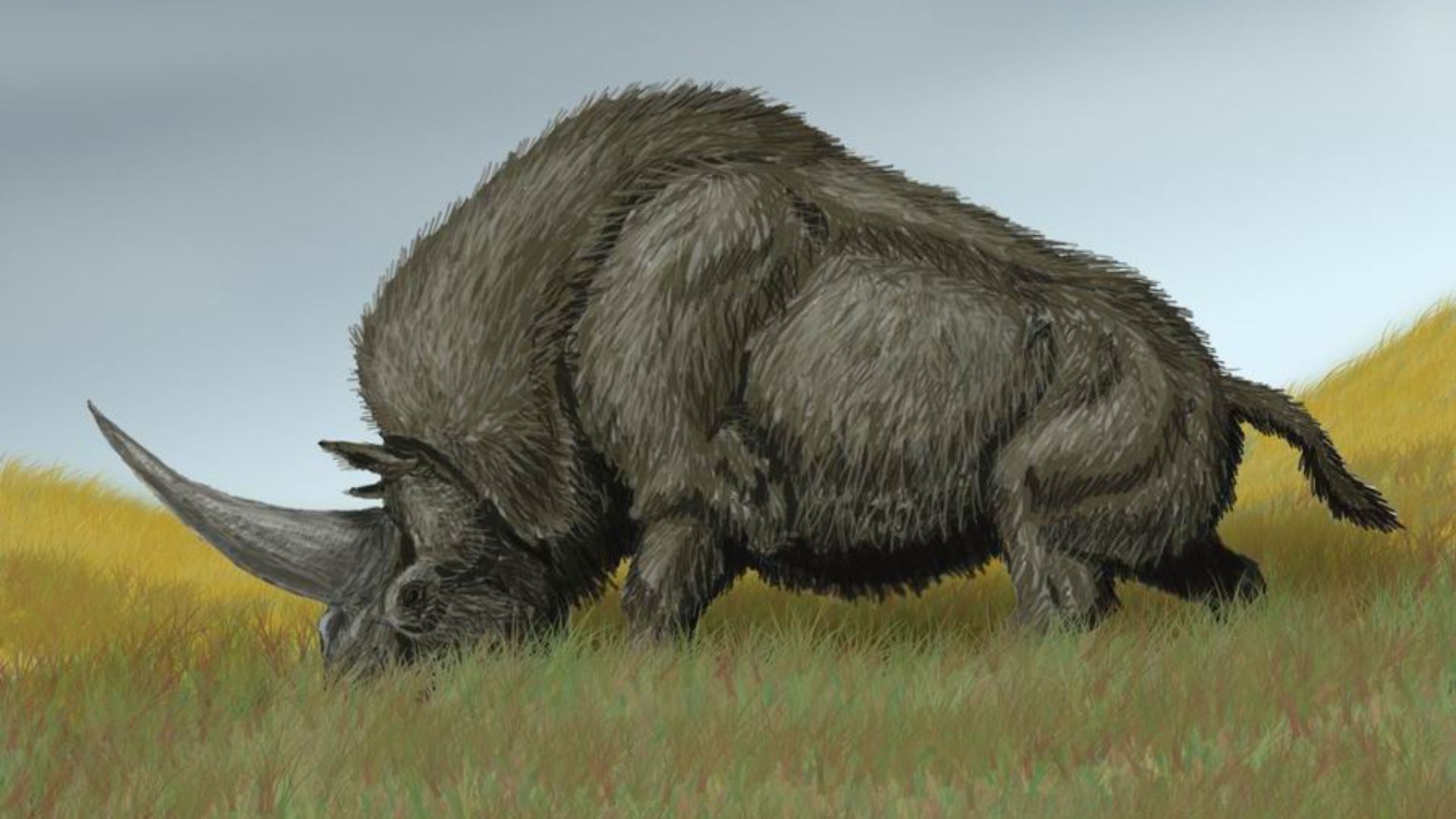 18. Elasmotherium