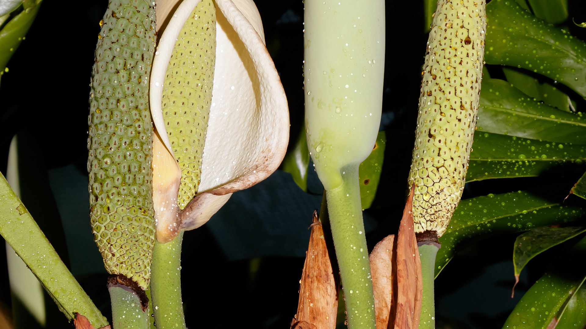7. Monstera Deliciosa
