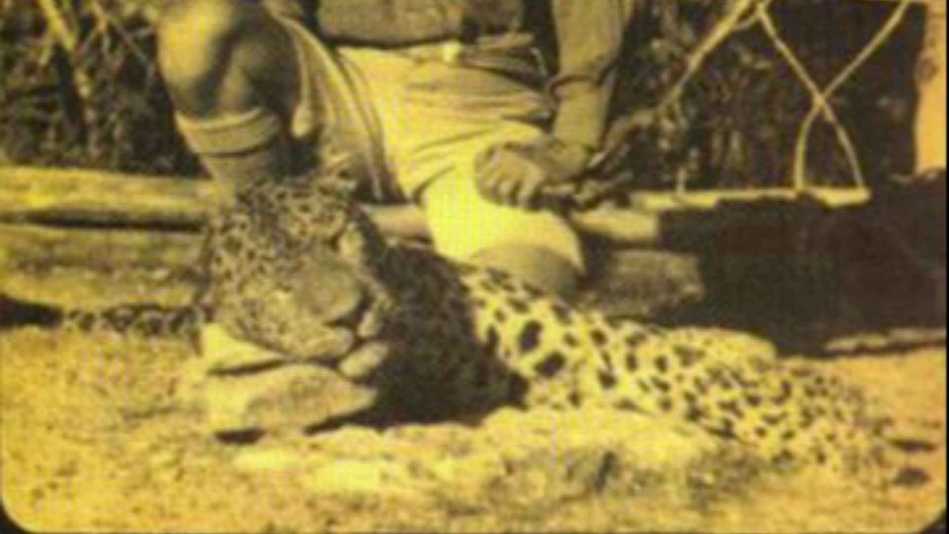 3. Le léopard de Rudraprayag