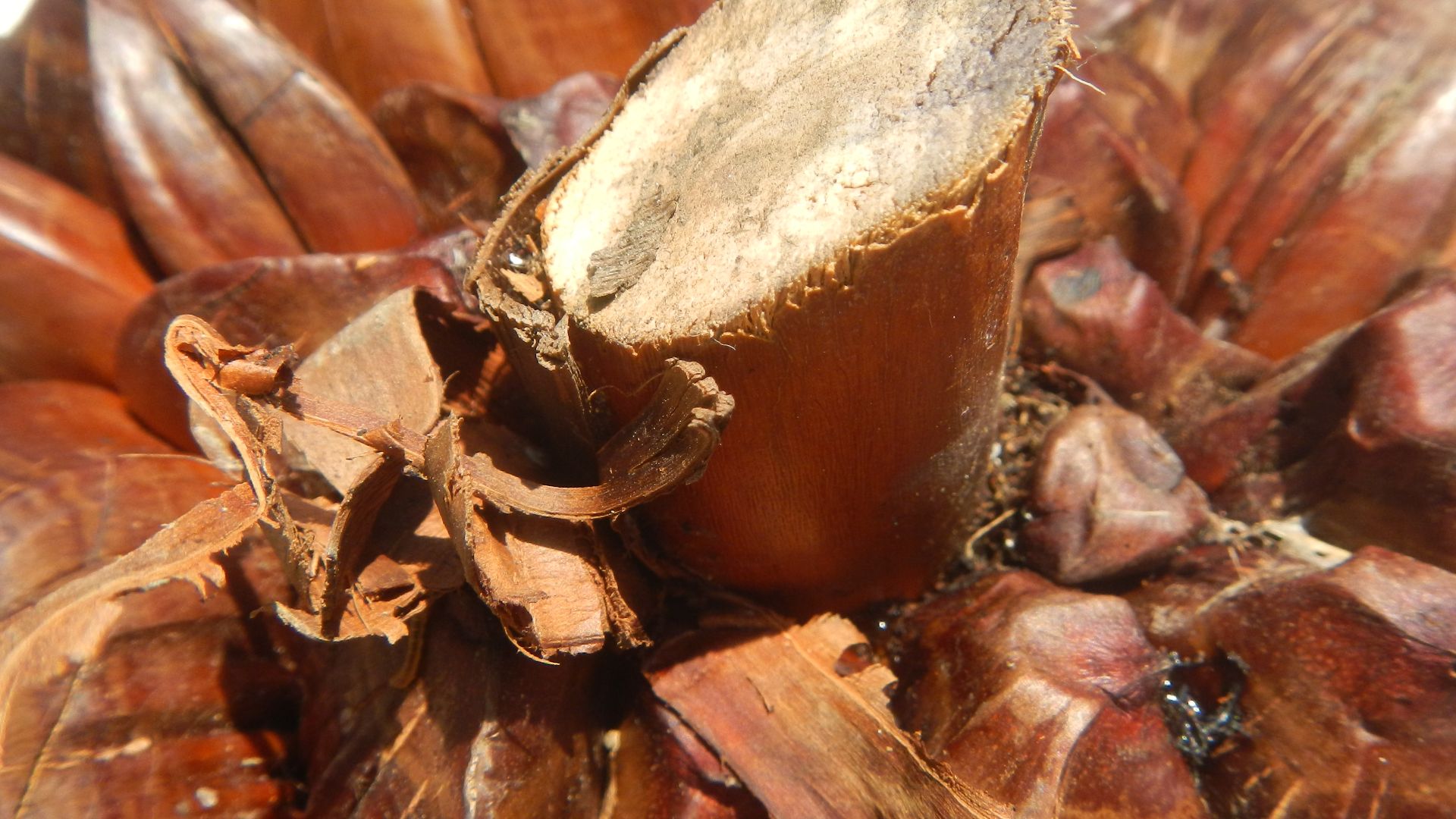 19. Fruit du palmier nipa
