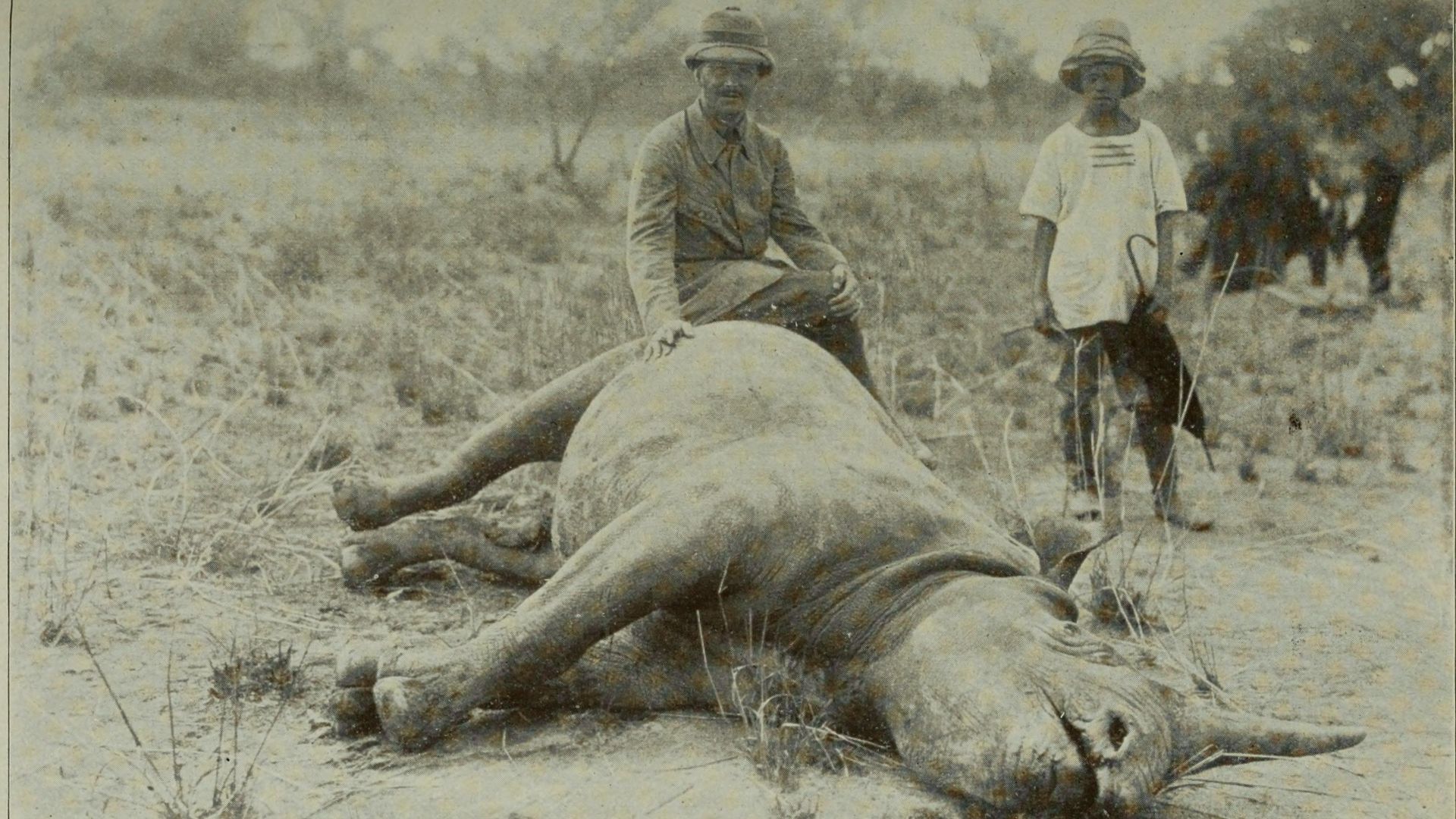 20 espèces animales de l’histoire qui ont disparu à cause de l’homme