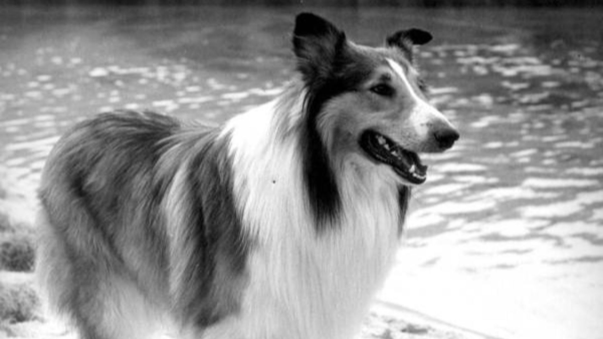 16. Pal, la première Lassie