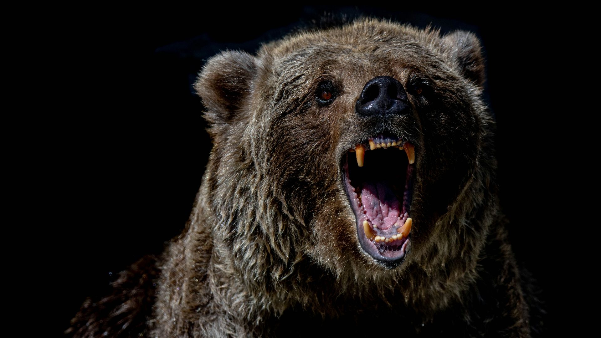 7. Timothy Treadwell