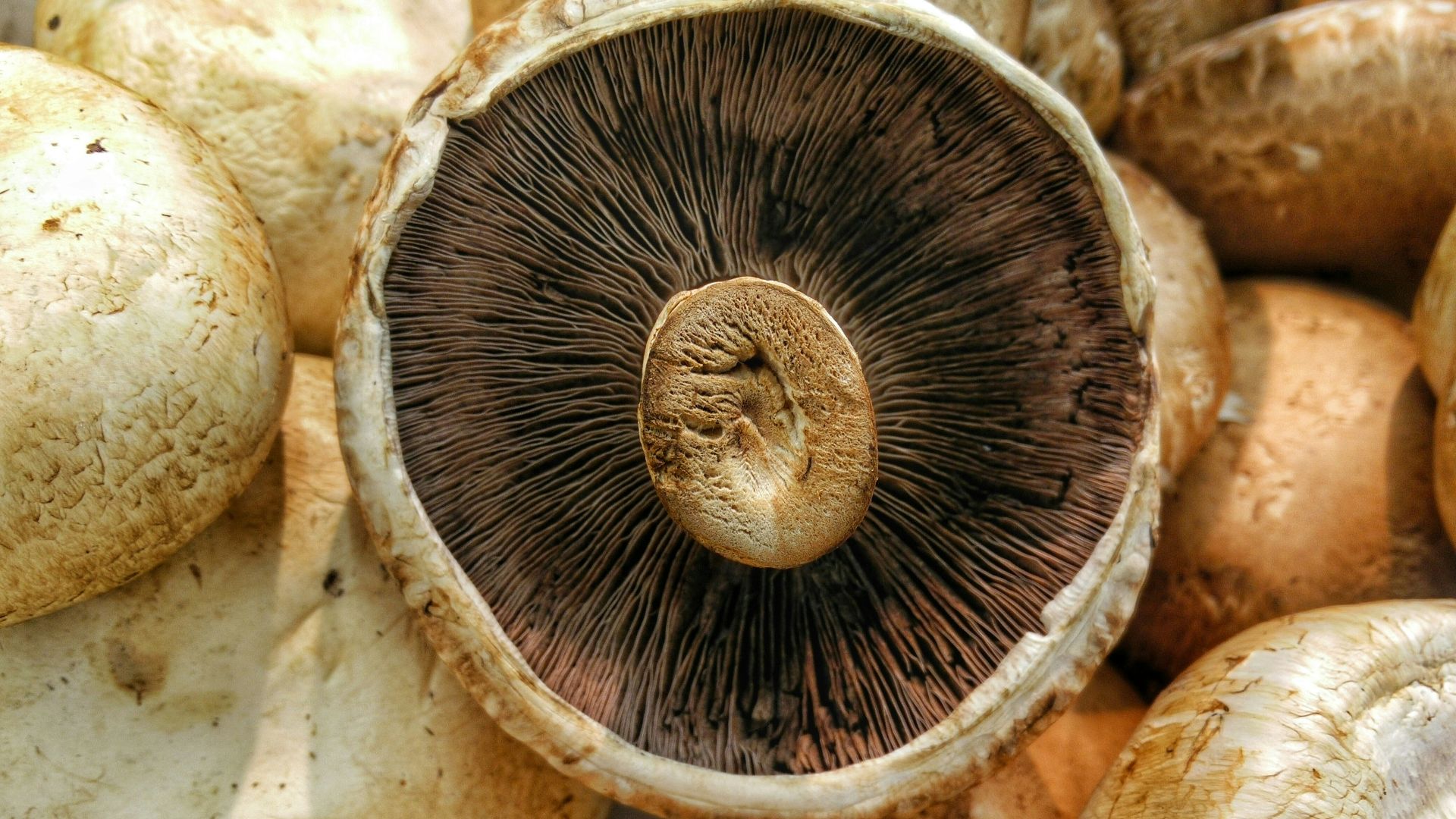 9. Chapeaux de portobello grillés