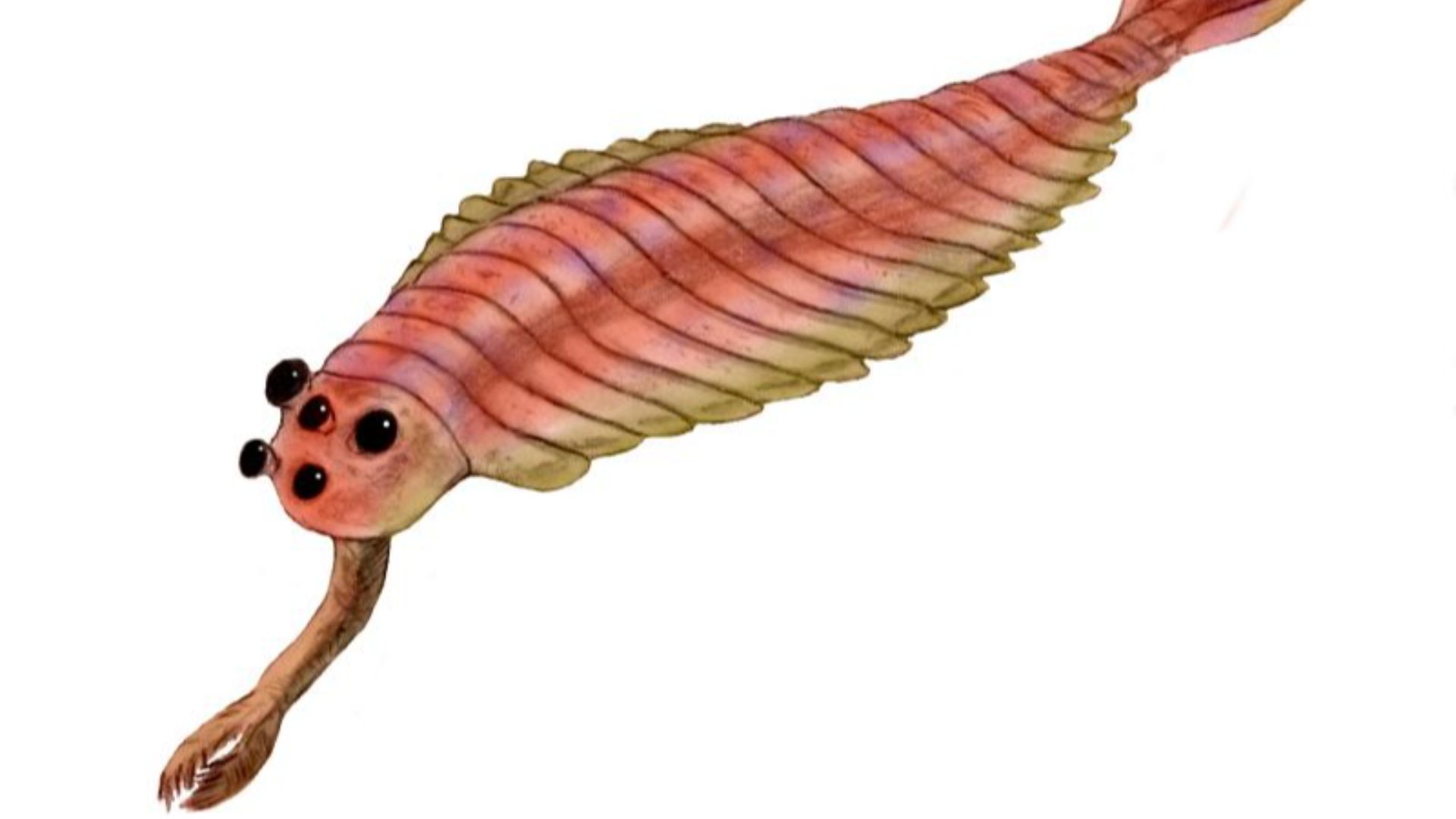 5. Opabinia