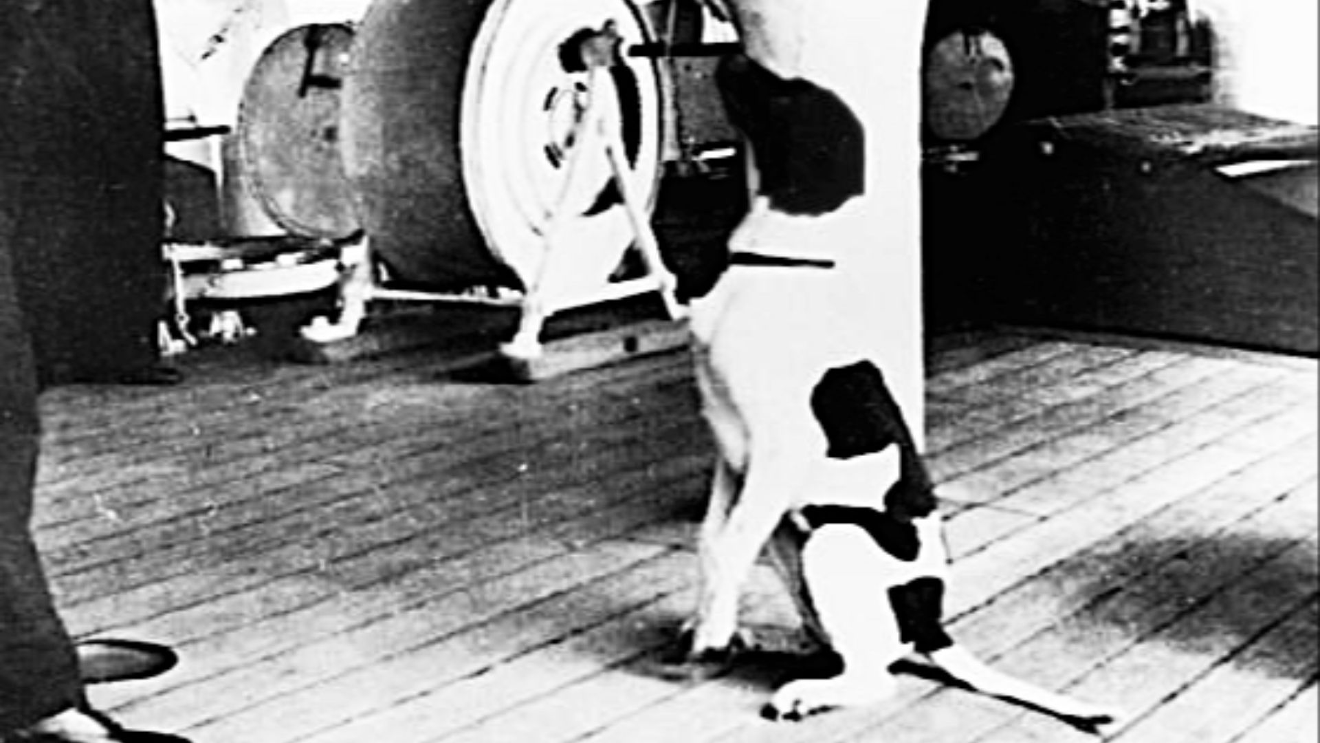 6. Judy, la seule chienne officiellement reconnue comme prisonnière de guerre