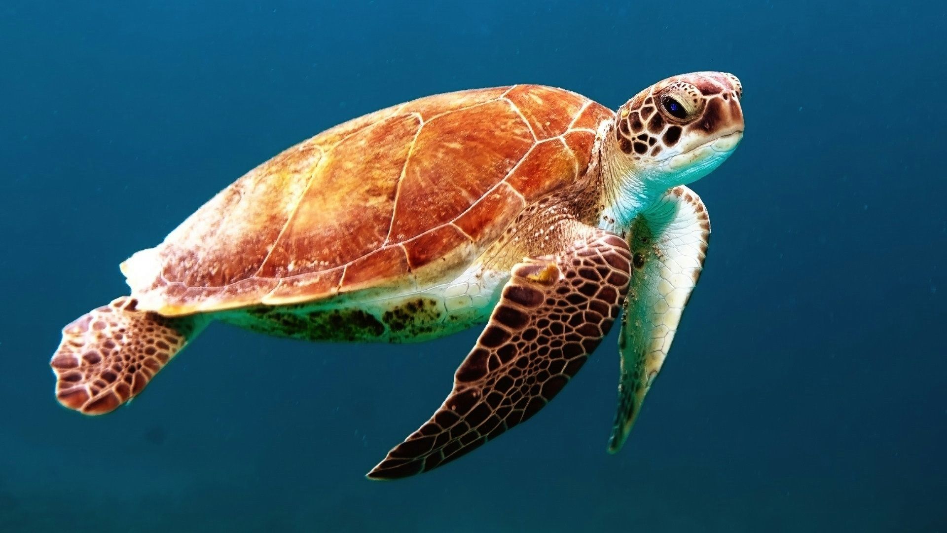 3. Tortue verte