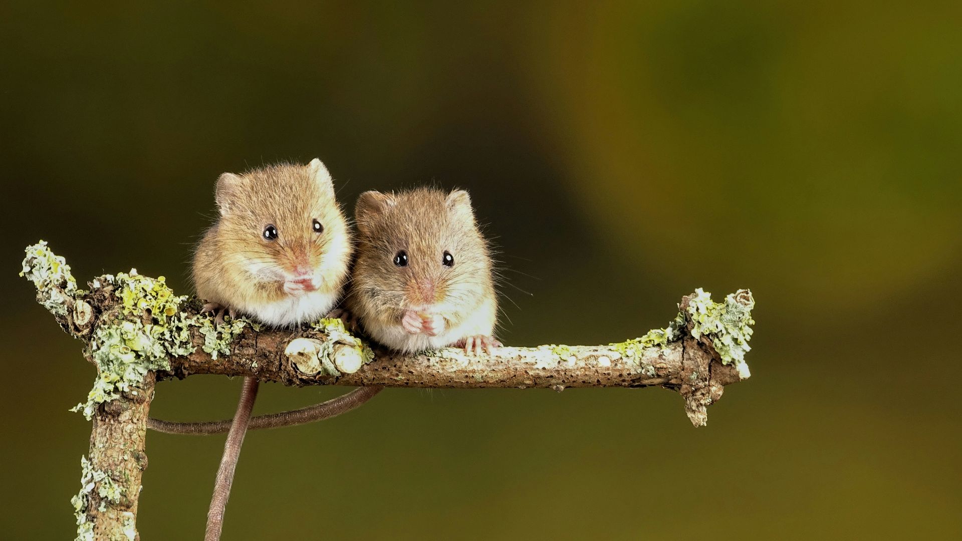 9. Les premières missions de la souris